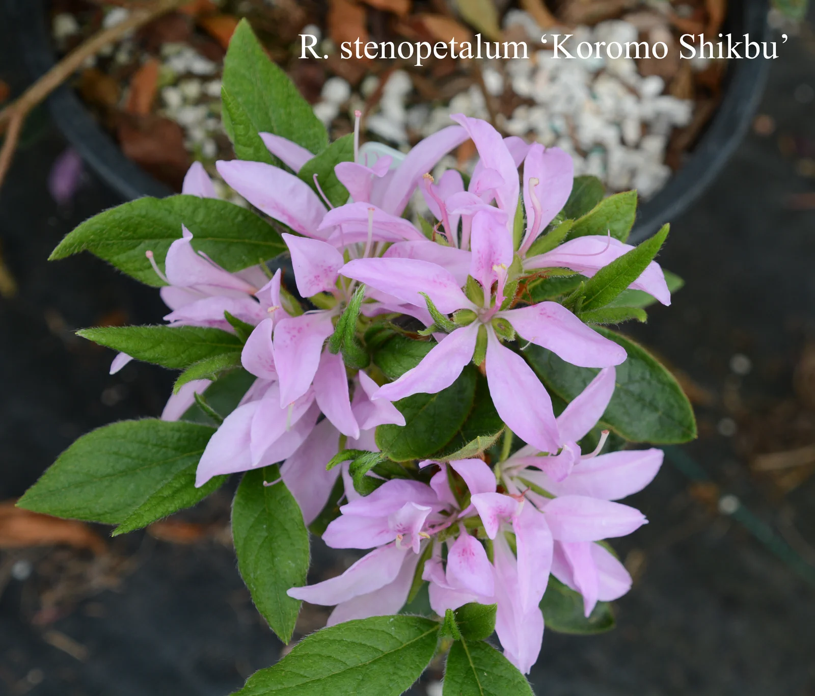 R. 'Koromo-shikibu' photo of R. 'Koromo-shikibu'. Location: Fearing's Farm Nursery, Abbotsford, BC, Canada. Photo by: Harold Fearing