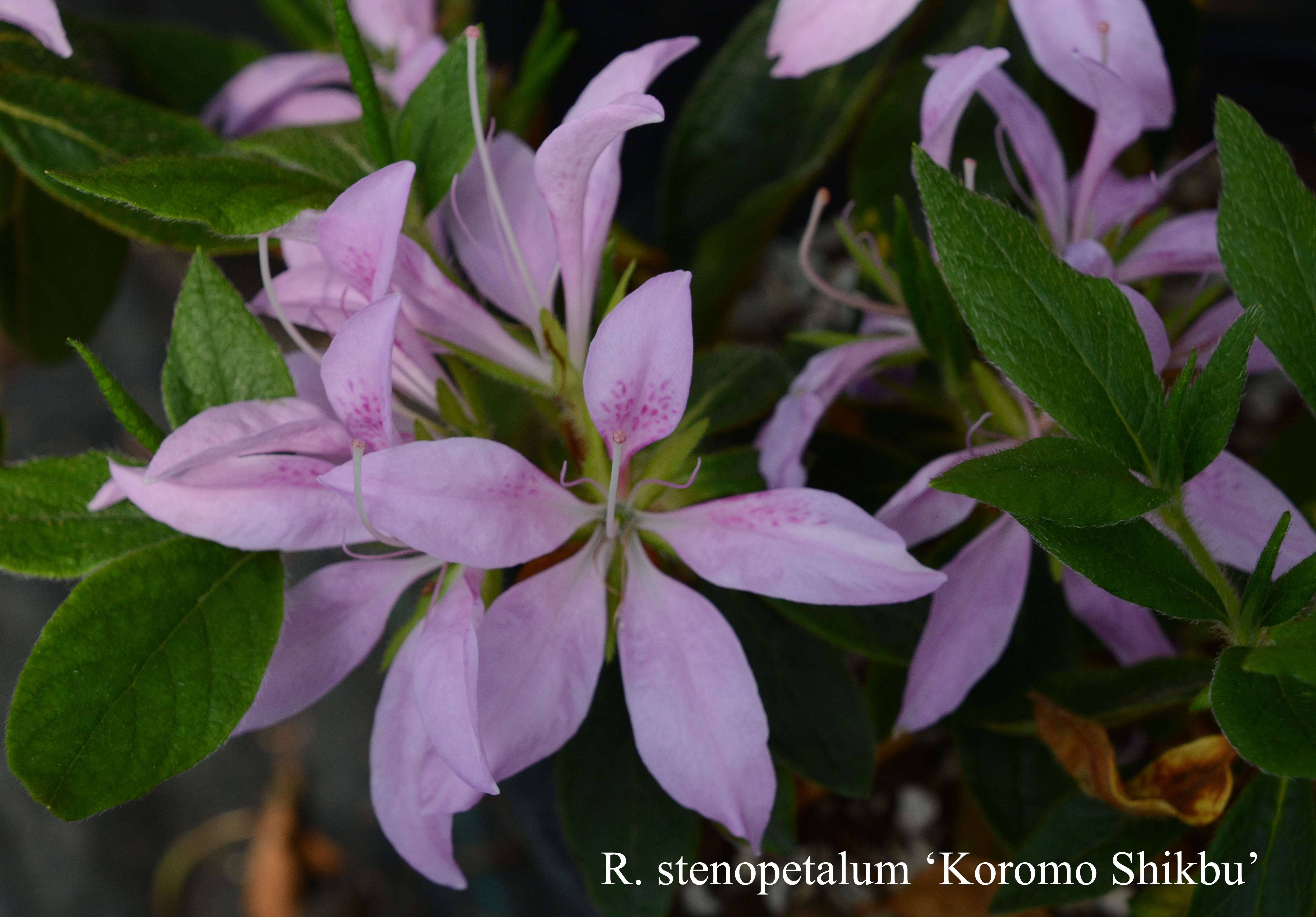 Rhododendron Koromo-shikibu photo