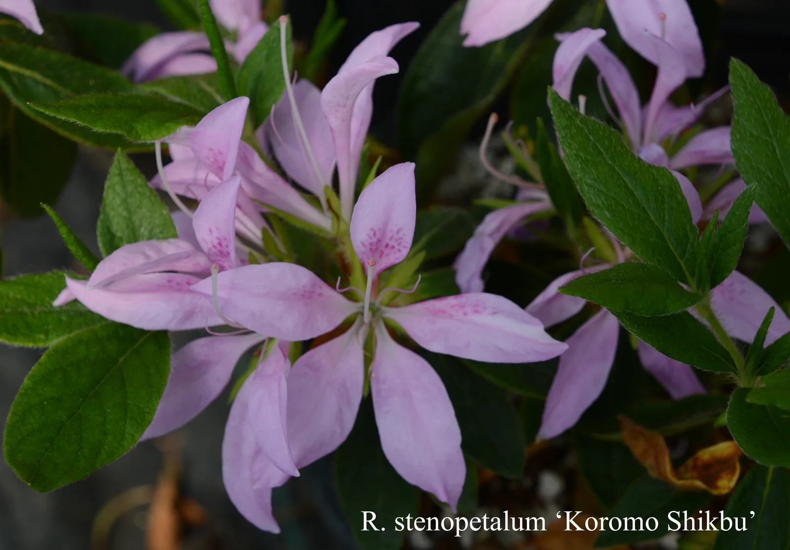 R. 'Koromo-shikibu' photo of R. 'Koromo-shikibu'. Location: Fearing's Farm Nursery, Abbotsford, BC, Canada. Photo by: Harold Fearing