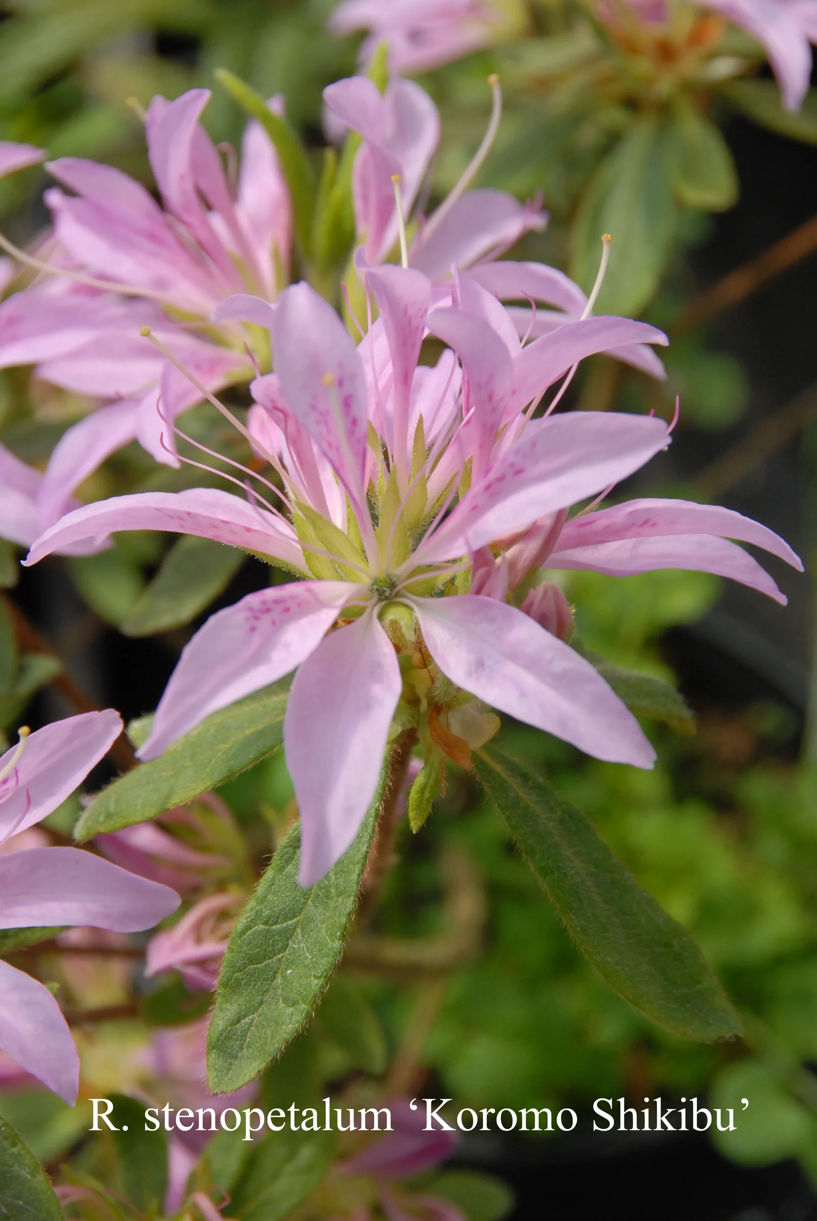R. 'Koromo-shikibu' photo of R. 'Koromo-shikibu'. Location: Fearing's Farm Nursery, Abbotsford, BC, Canada. Photo by: Harold Fearing