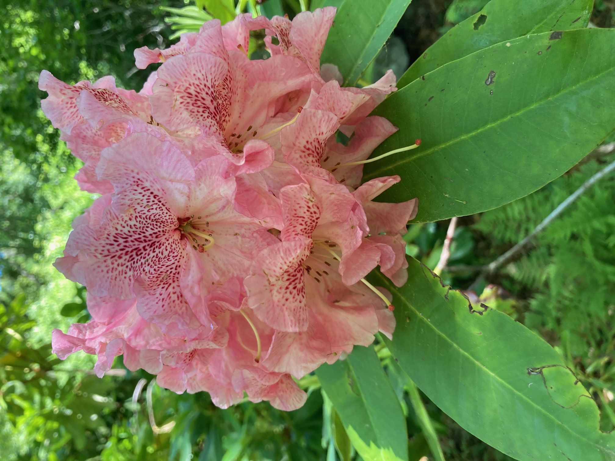 Rhododendron Orange Leopard photo