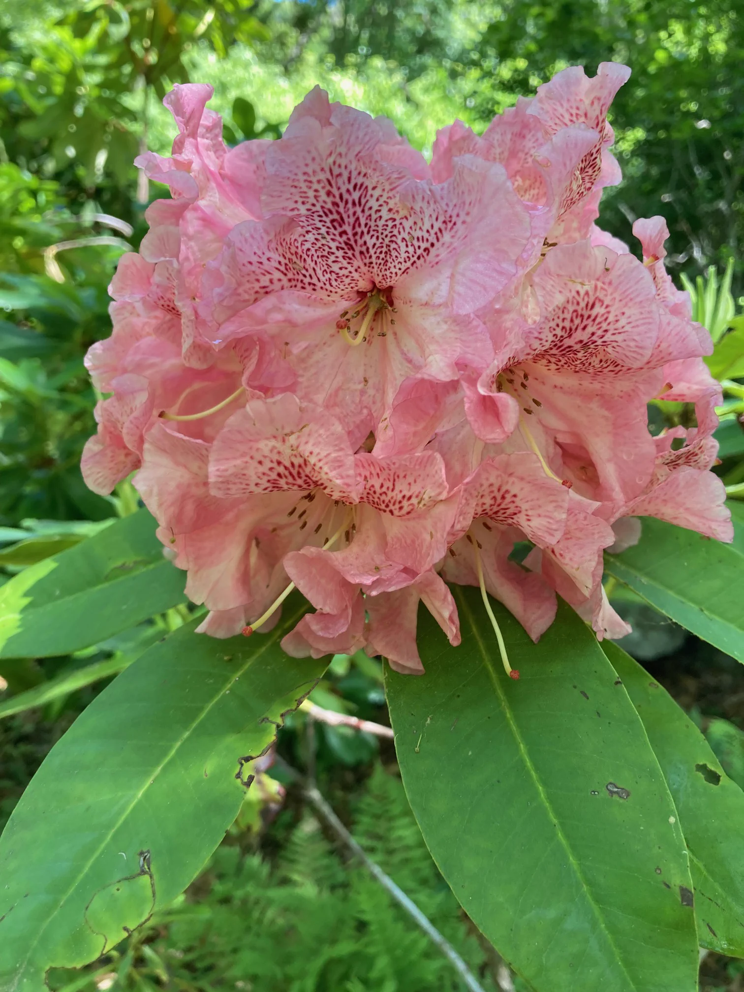 R. 'Orange Leopard' photo of R. 'Orange Leopard'. Upright habit, flower color variable year to year. Orangish to tinged w pink. Location: Martha's Vineyard, MA z7a. Photo by: Peter Norris