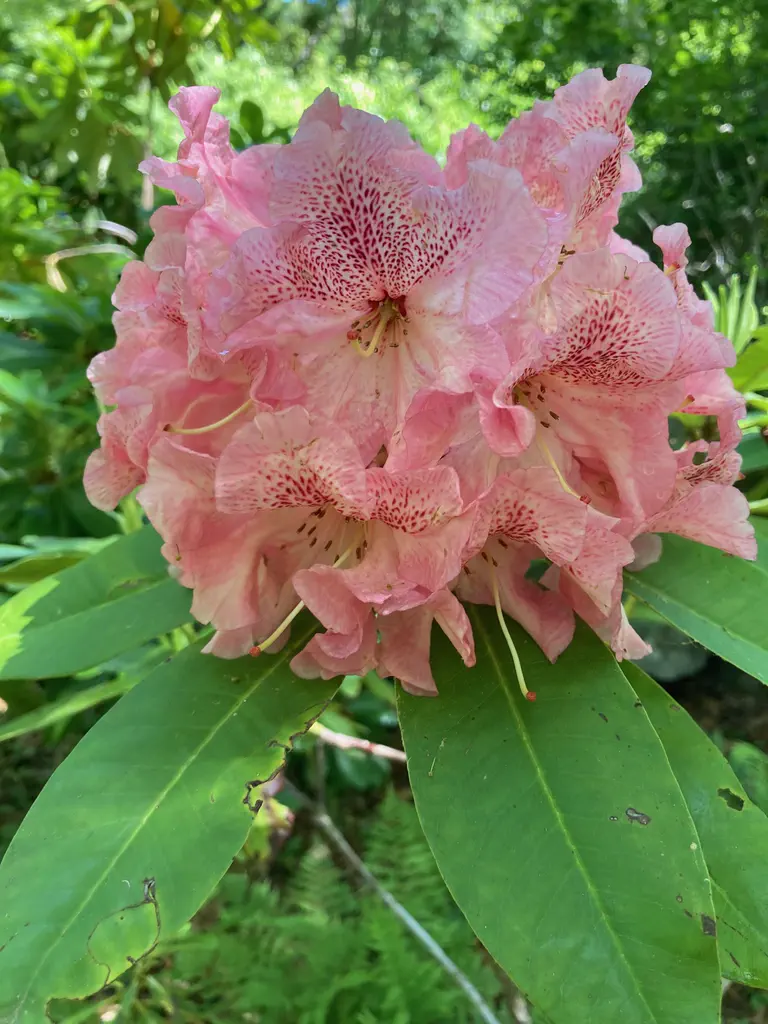 Photo of R. 'Orange Leopard', Rhododendron Hybrid