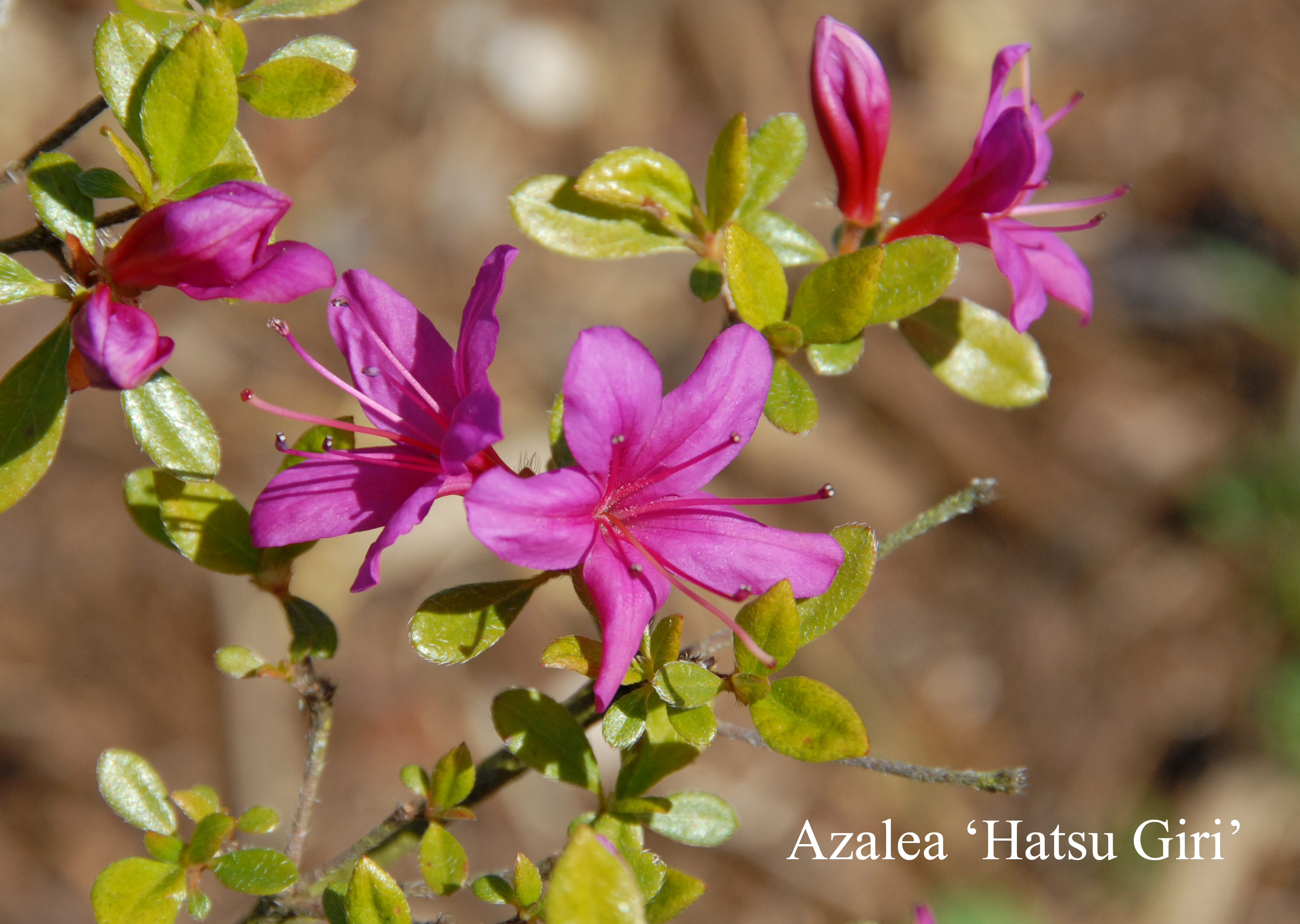 Rhododendron Hatsu-giri photo
