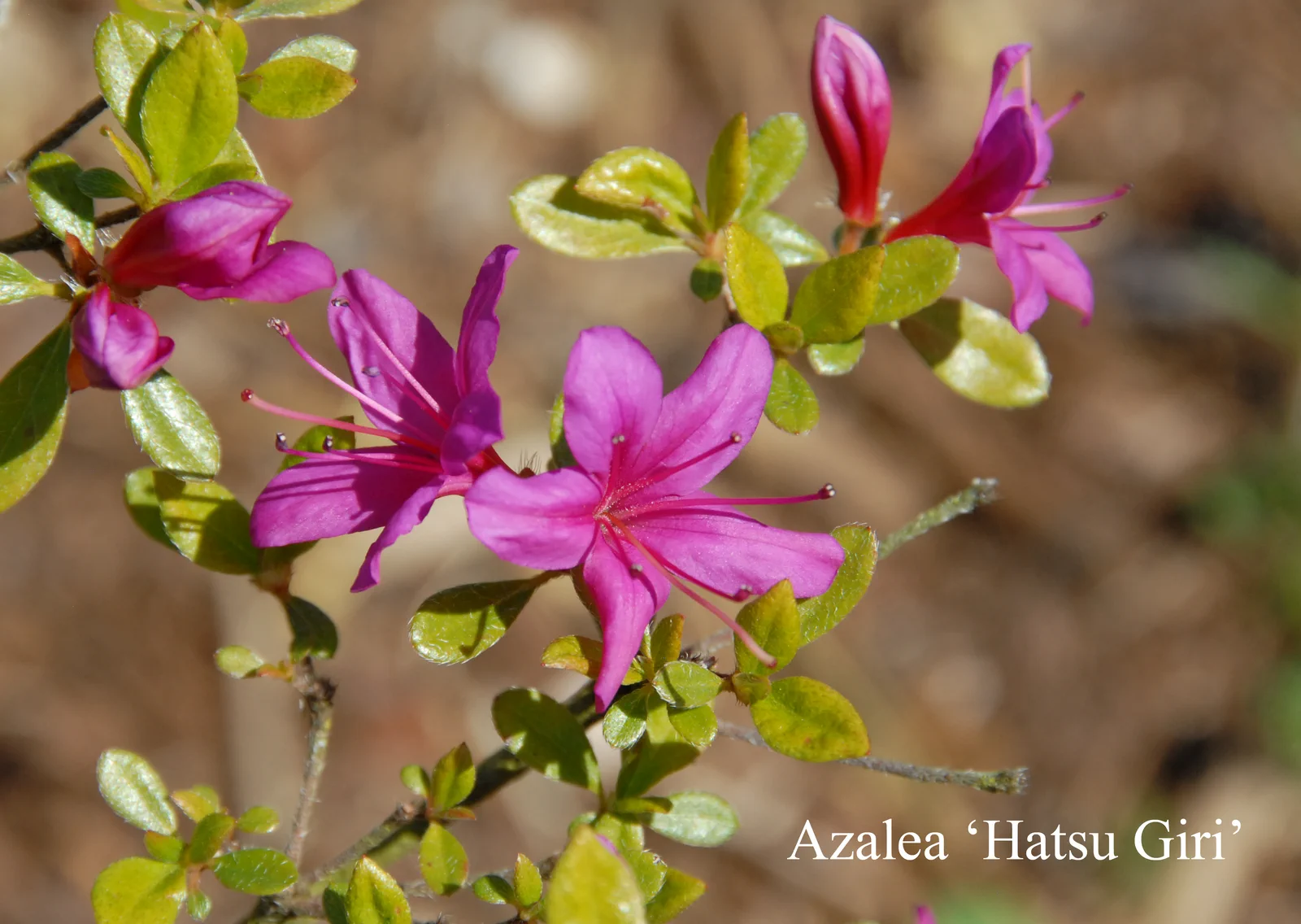 R. 'Hatsu-giri' photo of R. 'Hatsu-giri'. Location: Fearing's Farm Nursery, Abbotsford, BC, Canada. Photo by: Harold Fearing