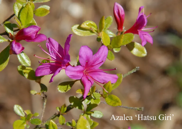 Photo of R. 'Hatsu-giri', Evergreen Azalea Hybrid