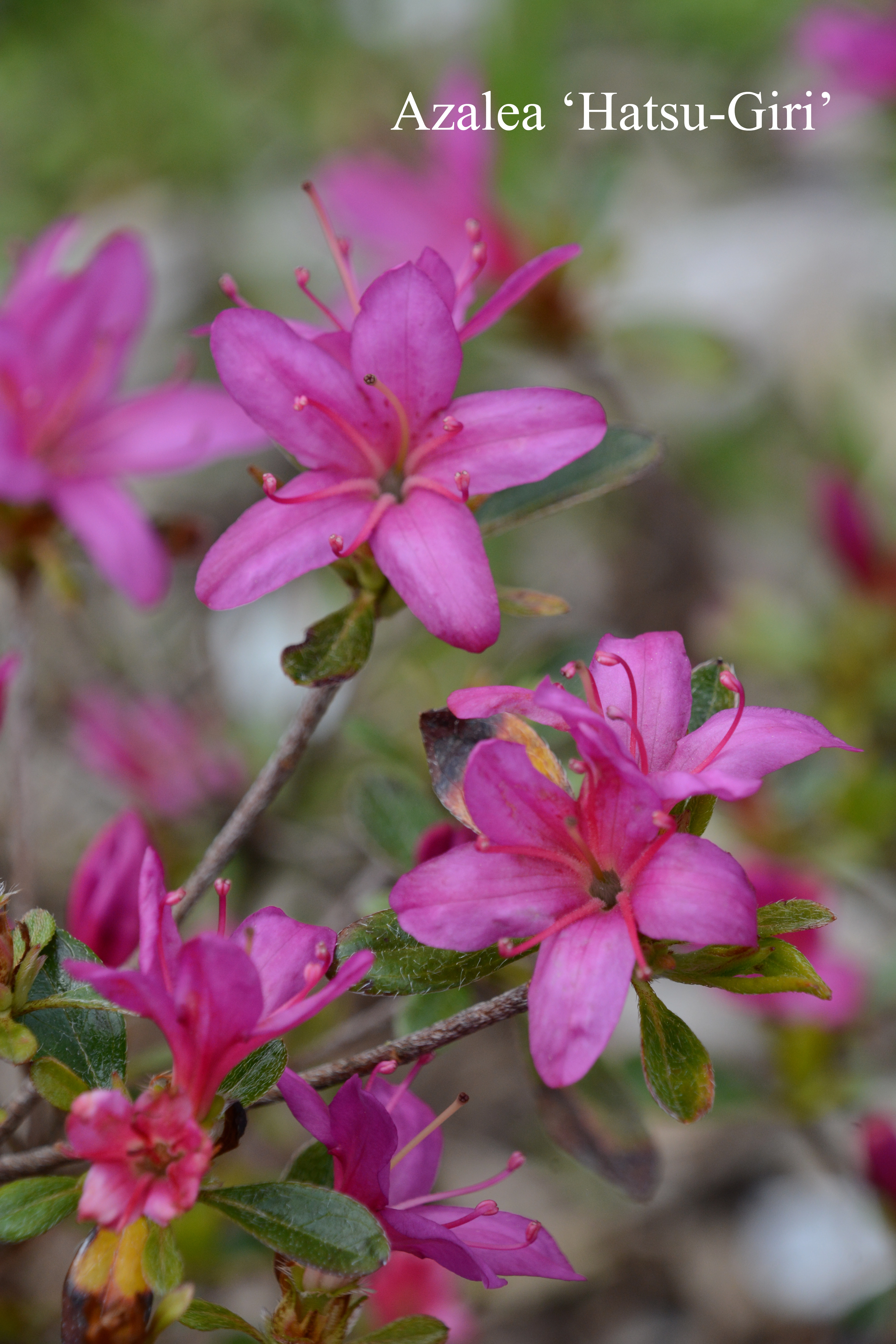 Rhododendron Hatsu-giri photo
