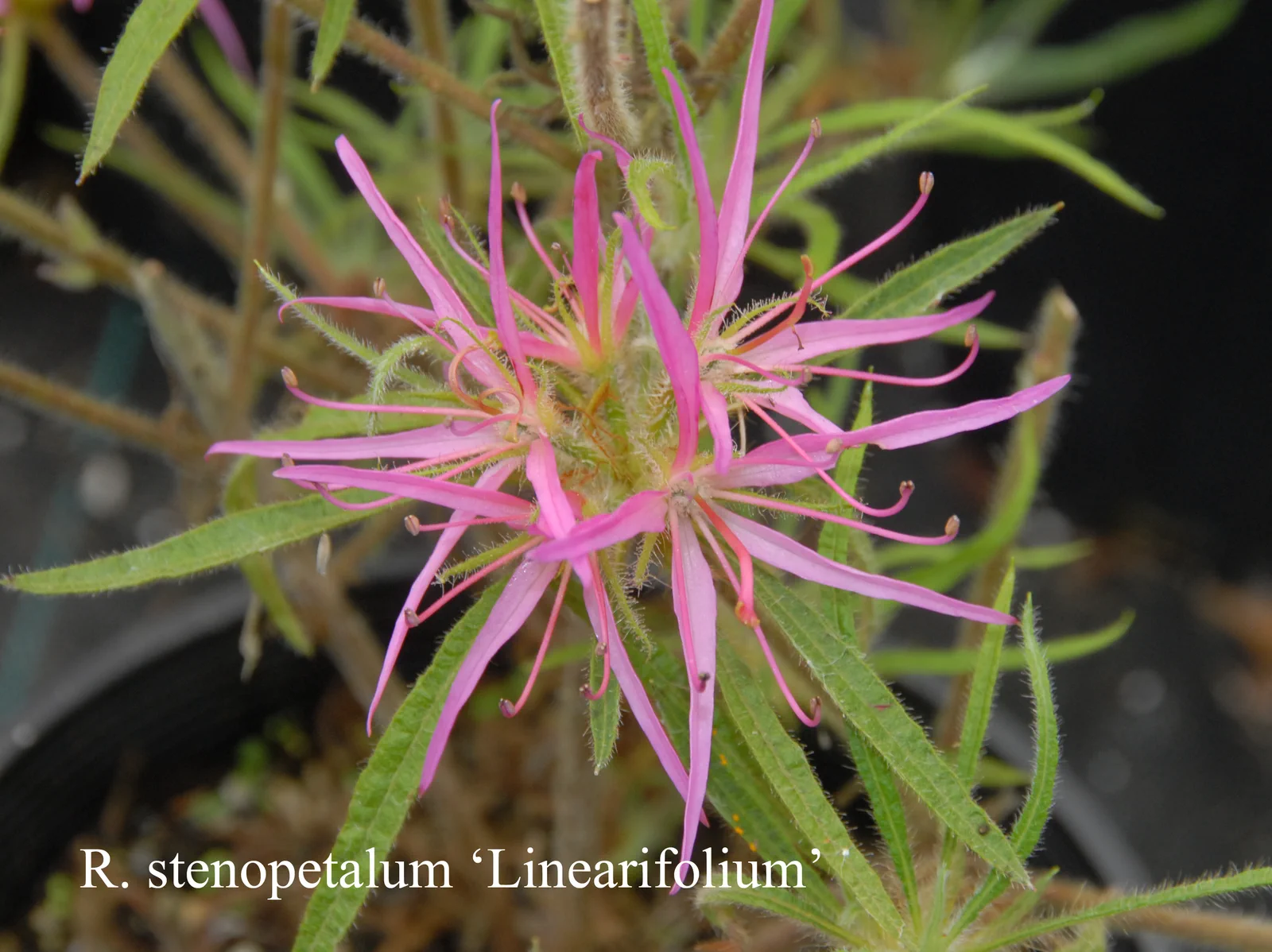 R. stenopetalum 'Linearifolium' photo of R. stenopetalum 'Linearifolium'. Location: Fearing's Farm Nursery, Abbotsford, BC, Canada. Photo by: Harold Fearing