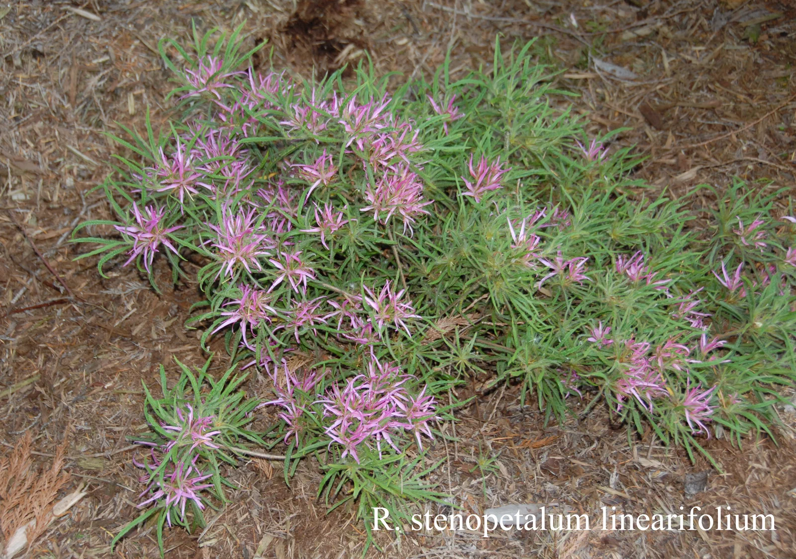 R. stenopetalum 'Linearifolium' photo of R. stenopetalum 'Linearifolium'. Location: Fearing's Farm Nursery, Abbotsford, BC, Canada. Photo by: Harold Fearing