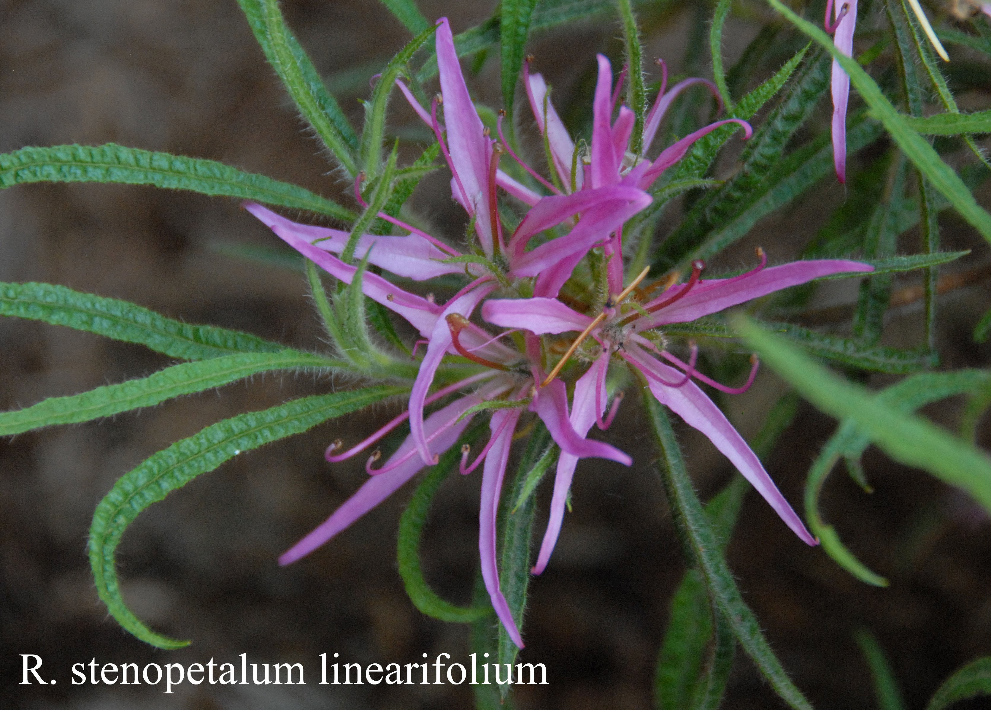 Rhododendron Linearifolium photo