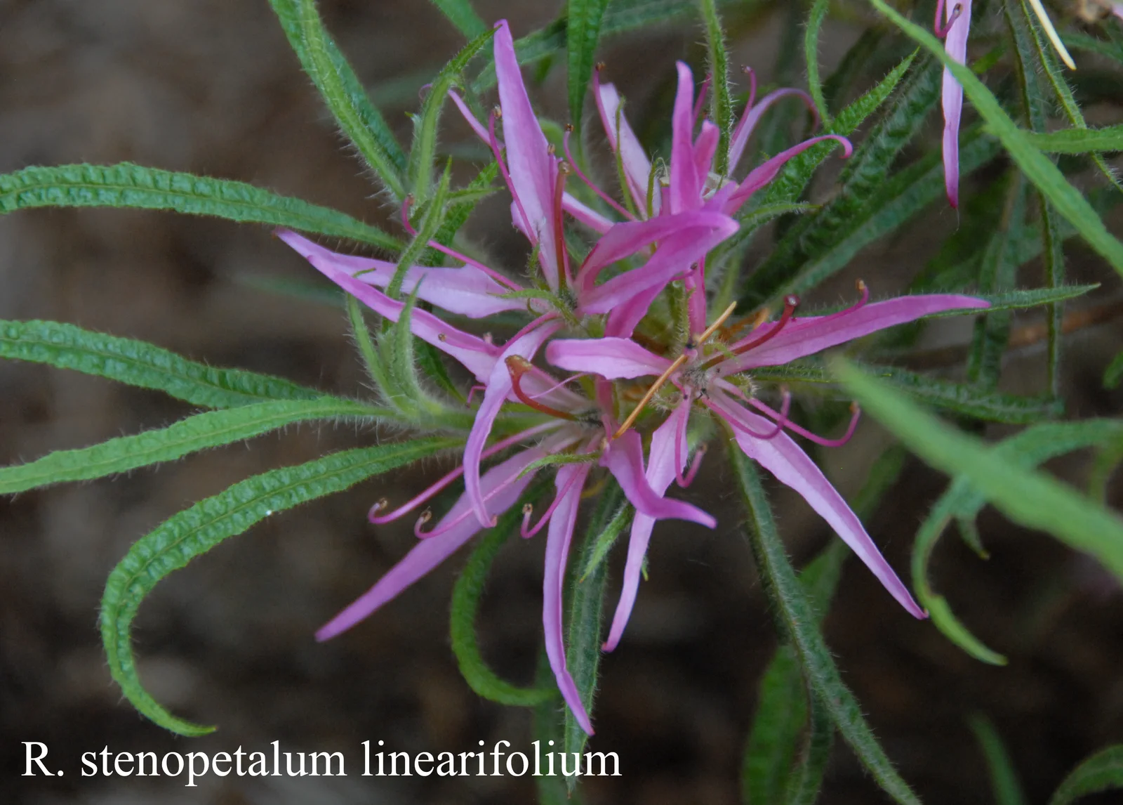 R. stenopetalum 'Linearifolium' photo of R. stenopetalum 'Linearifolium'. Location: Fearing's Farm Nursery, Abbotsford, BC, Canada. Photo by: Harold Fearing