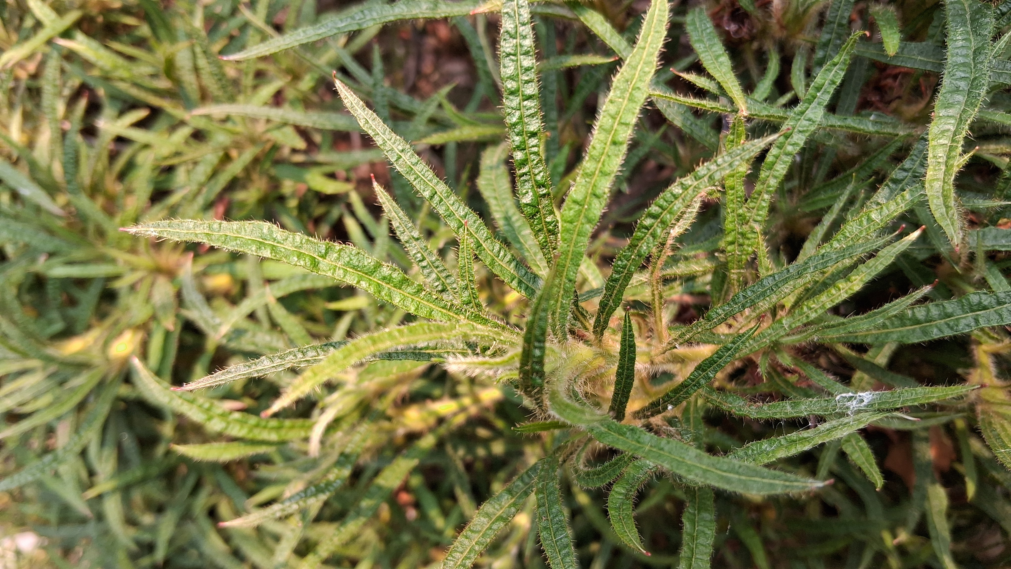 Rhododendron Linearifolium photo