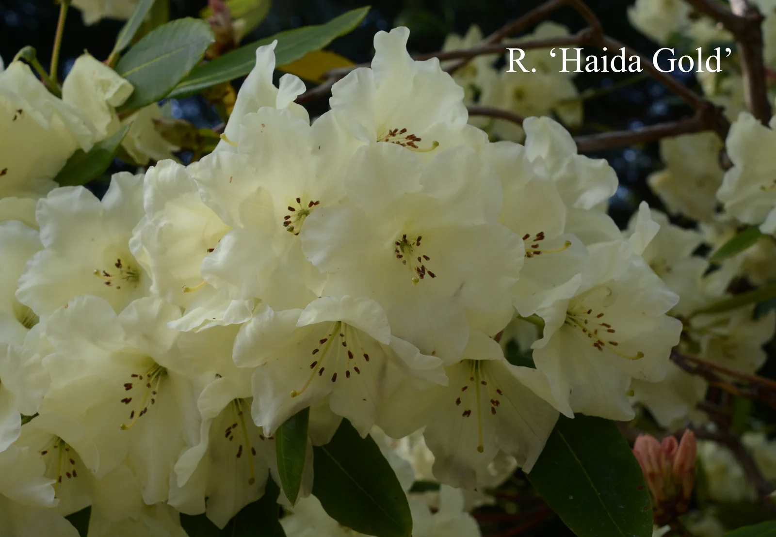 R. 'Haida Gold' photo of R. 'Haida Gold'. Location: Fearing's Farm Nursery, Abbotsford, BC, Canada. Photo by: Harold Fearing