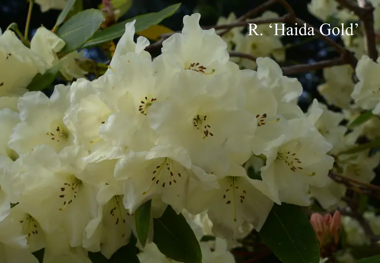 Photo of R. 'Haida Gold', Rhododendron Hybrid