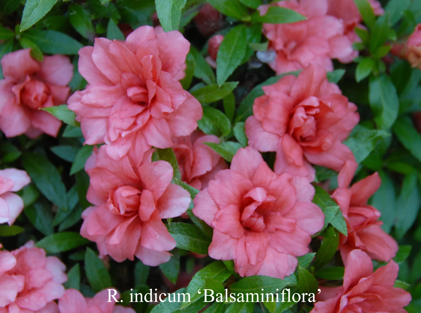 R. indicum 'Balsaminiflorum' photo of R. indicum 'Balsaminiflorum'. Location: Fearing's Farm Nursery, Abbotsford, BC, Canada. Photo by: Harold Fearing