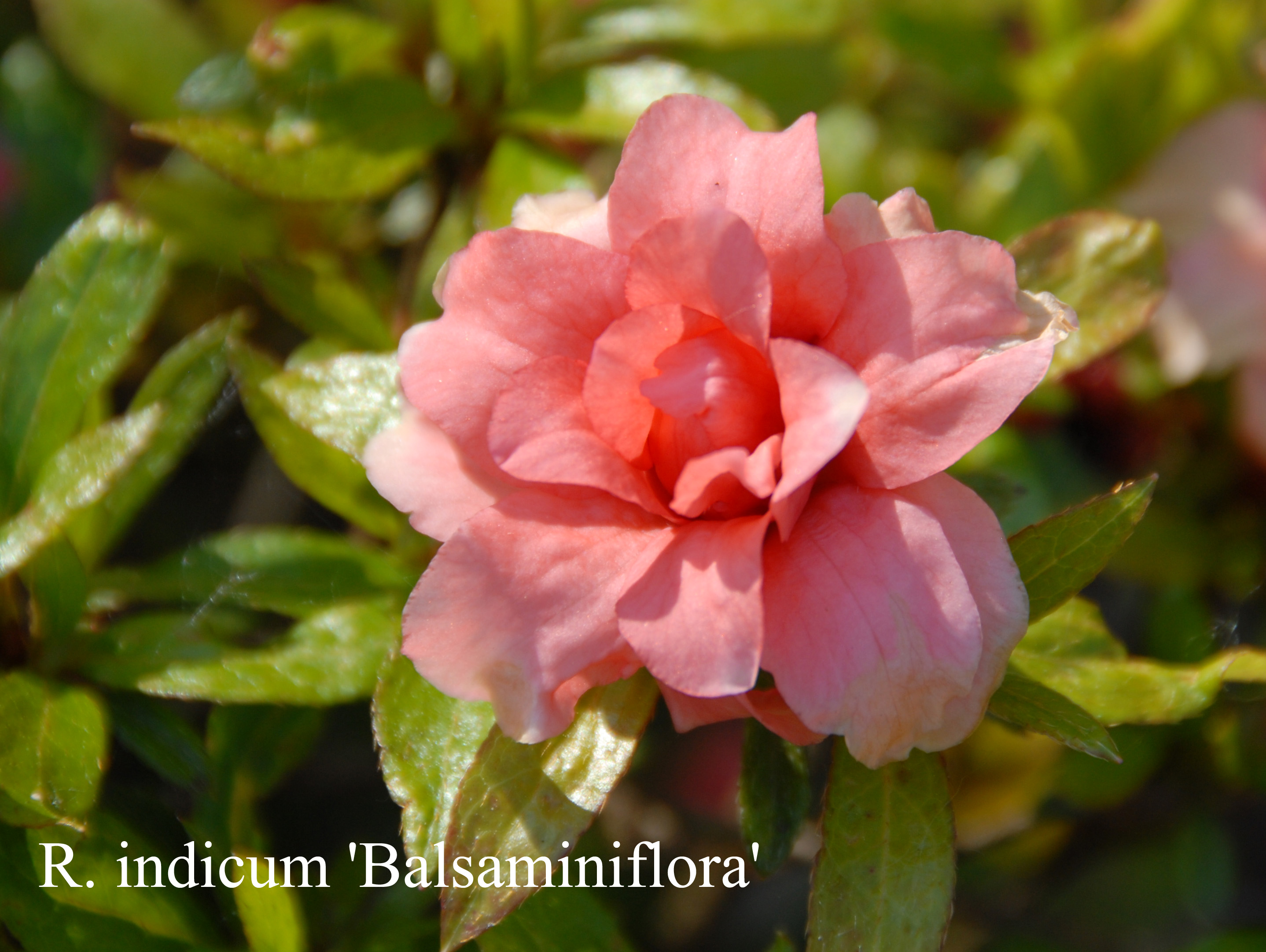 Rhododendron Balsaminiflorum photo