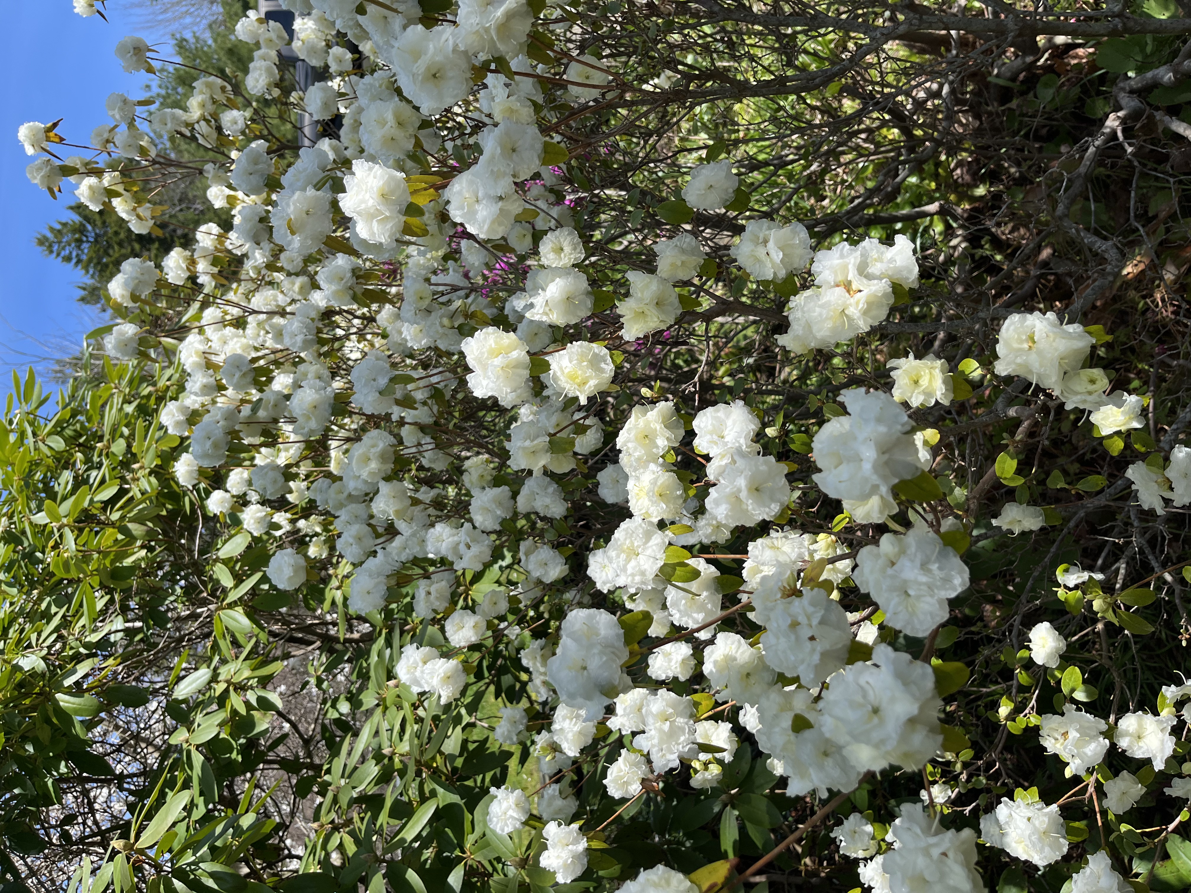 Rhododendron April Snow photo
