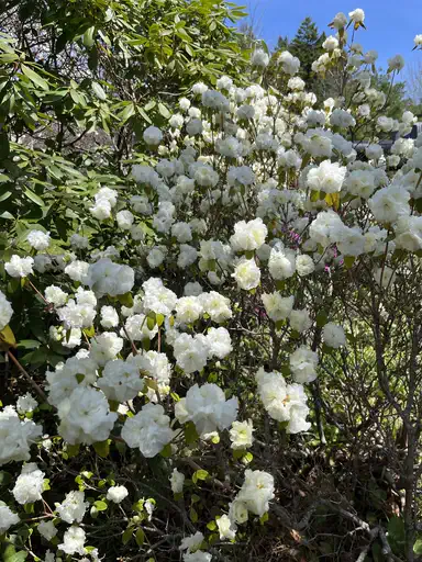 Photo of R. 'April Snow', Rhododendron Hybrid