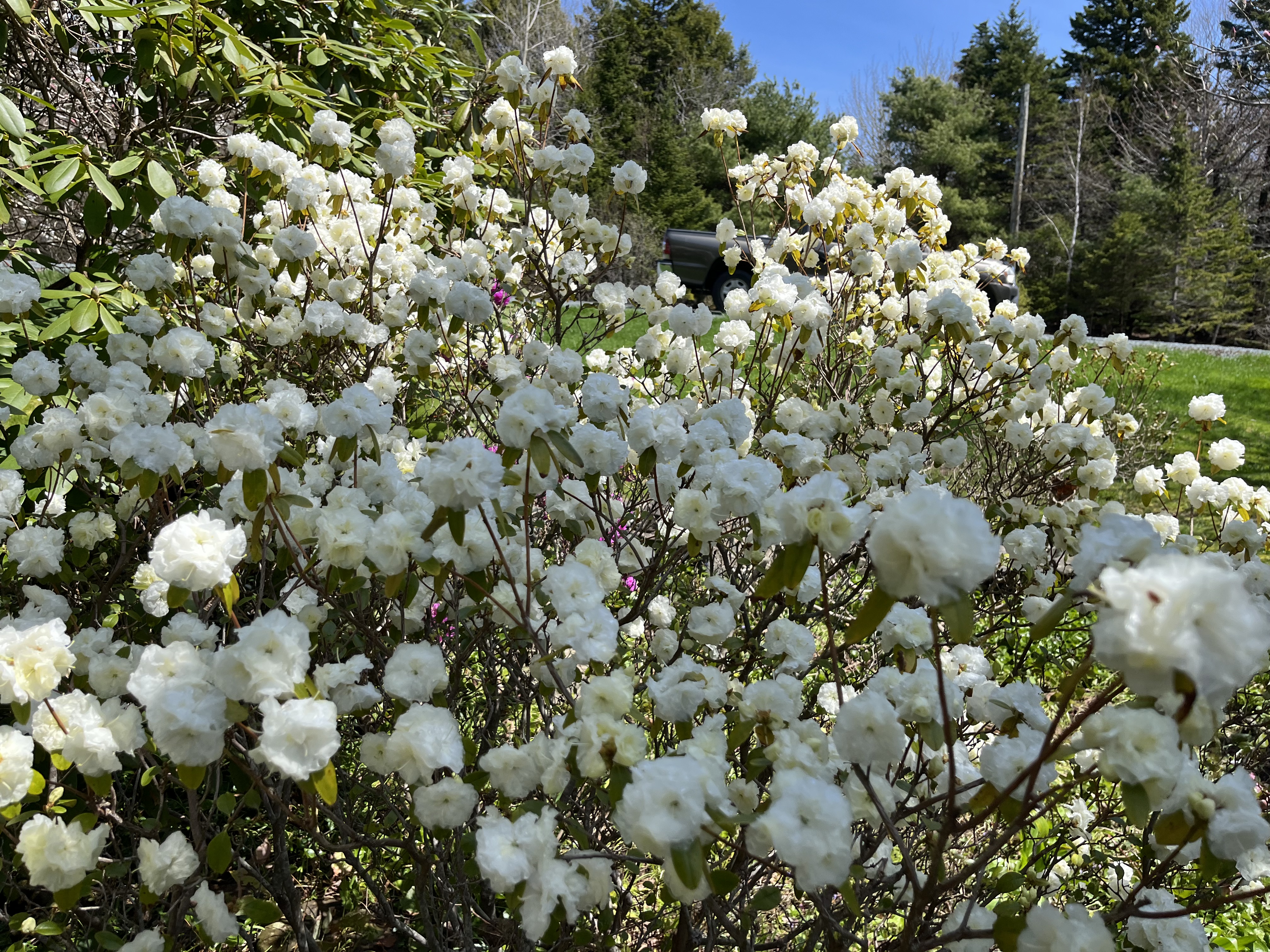 Rhododendron April Snow photo