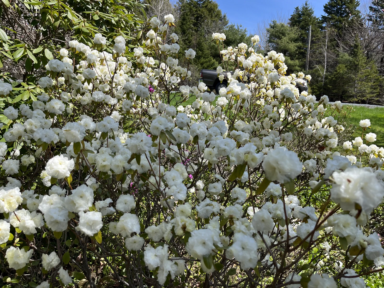 R. 'April Snow' photo of R. 'April Snow'. Location: Halifax, Nova Scotia. Photo by: johnw