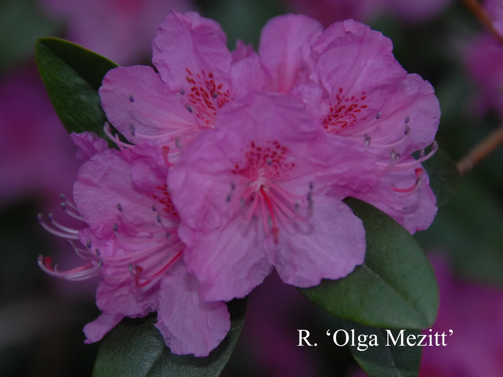 R. 'Olga Mezitt' photo of R. 'Olga Mezitt'. Location: Fearing's Farm Nursery, Abbotsford, BC, Canada. Photo by: Harold Fearing