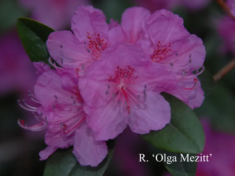 Photo of R. 'Olga Mezitt', Rhododendron Hybrid