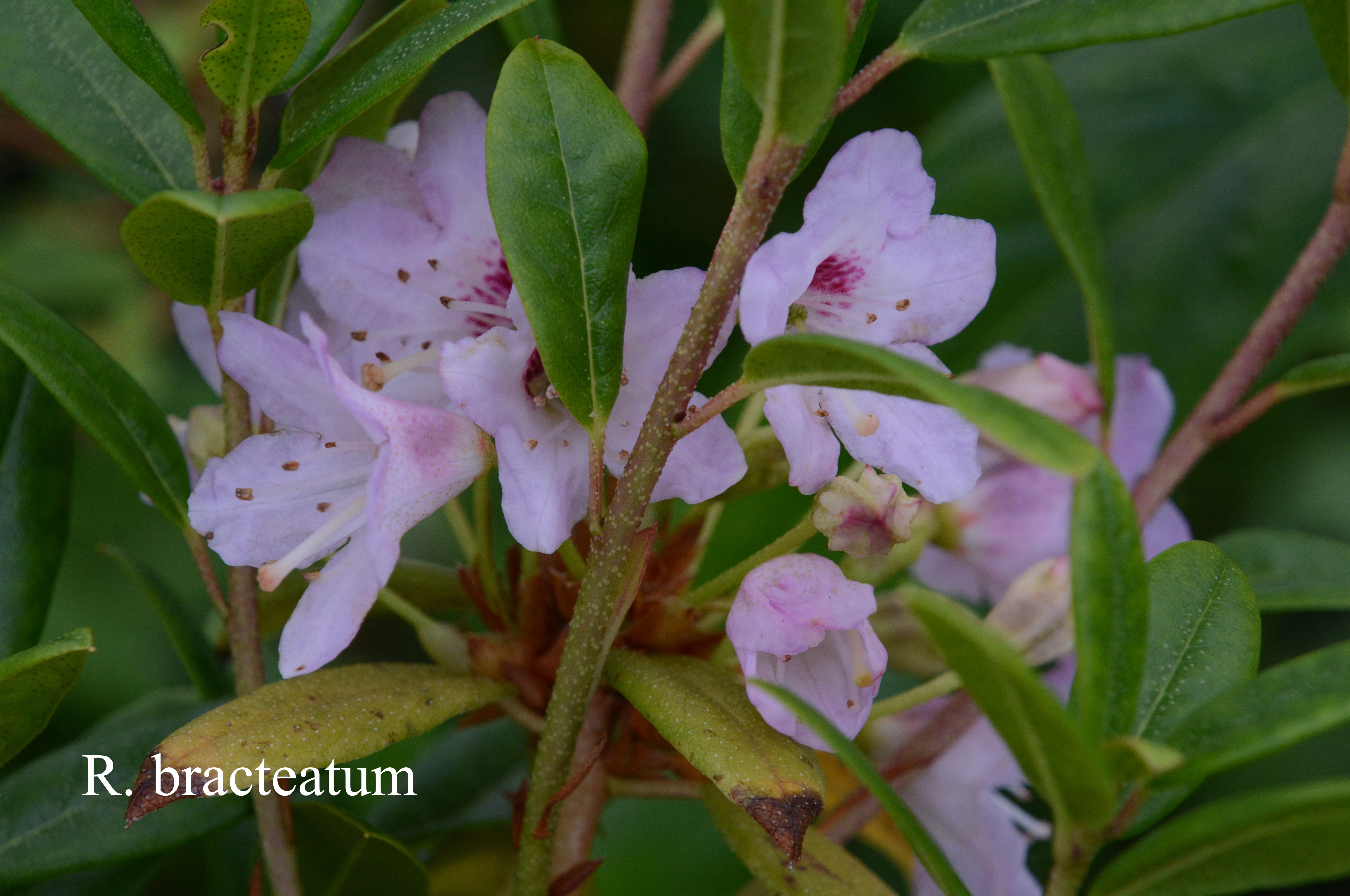 Rhododendron bracteatum photo
