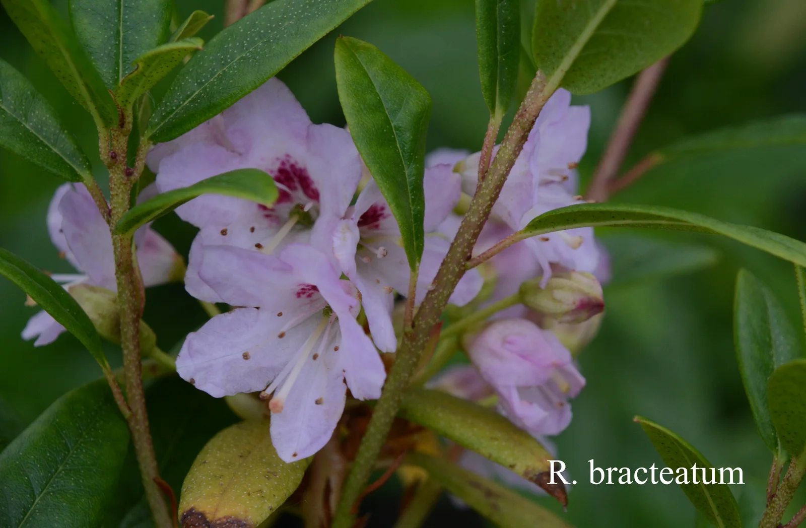 R. bracteatum photo of R. bracteatum. Location: Fearing's Farm Nursery, Abbotsford, BC, Canada. Photo by: Harold Fearing