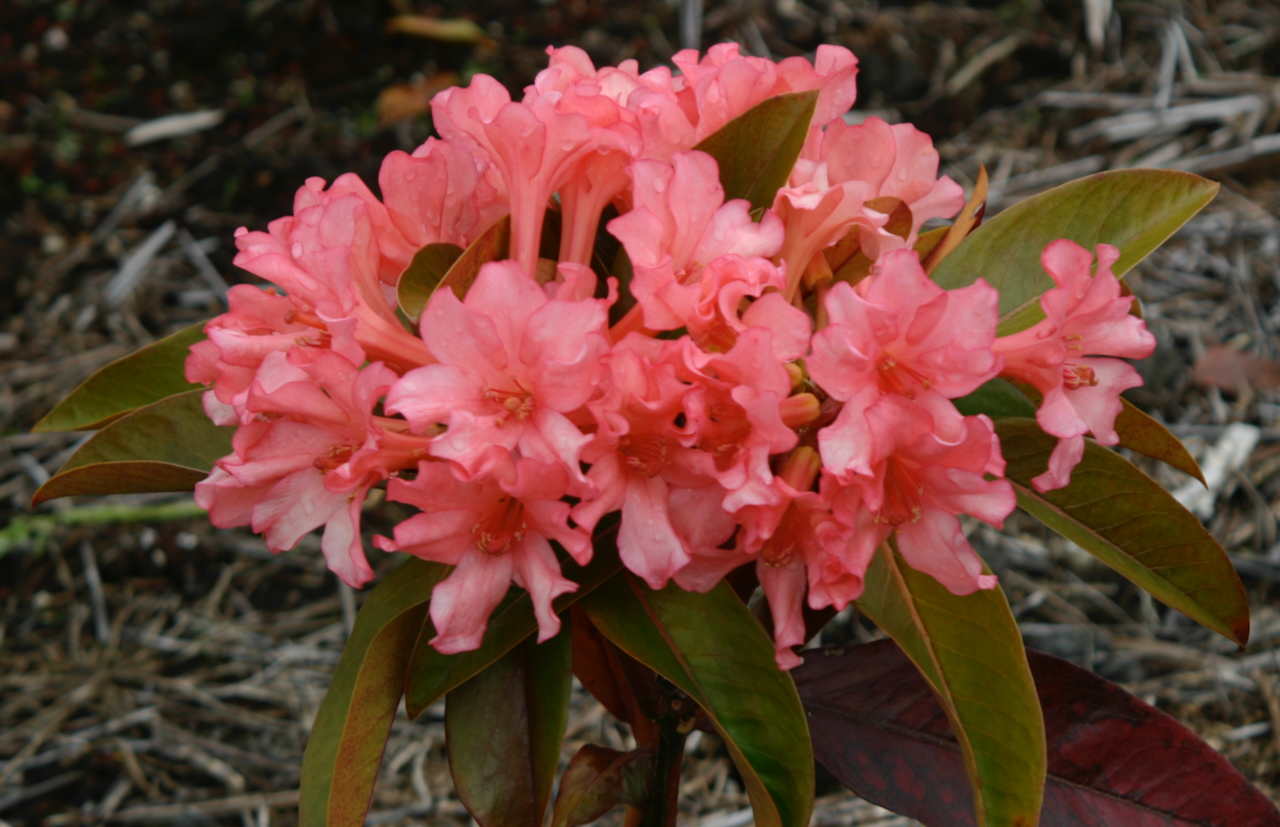 Rhododendron Marshall Pierce Madison photo