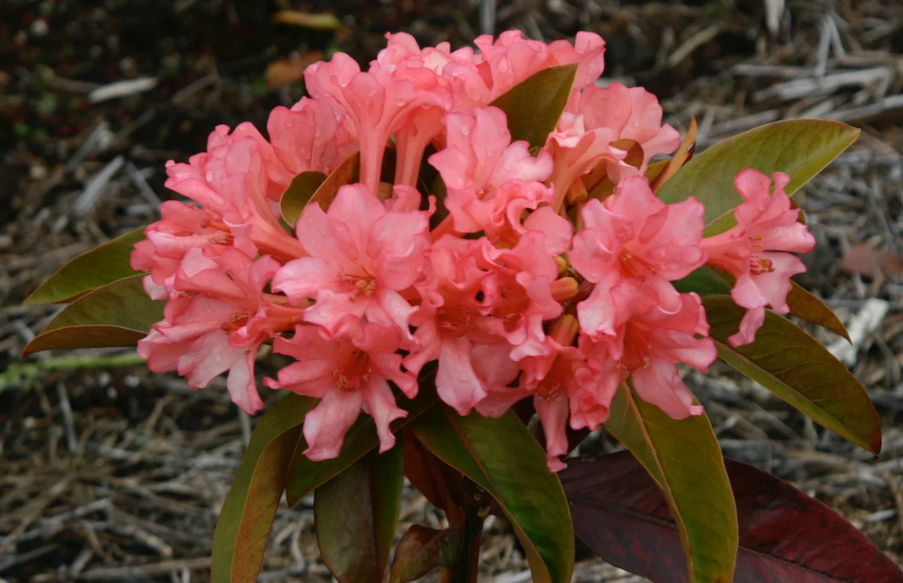 R. 'Marshall Pierce Madison' photo of R. 'Marshall Pierce Madison'. Location: Pahoa, HI. Photo by: Pete Adams