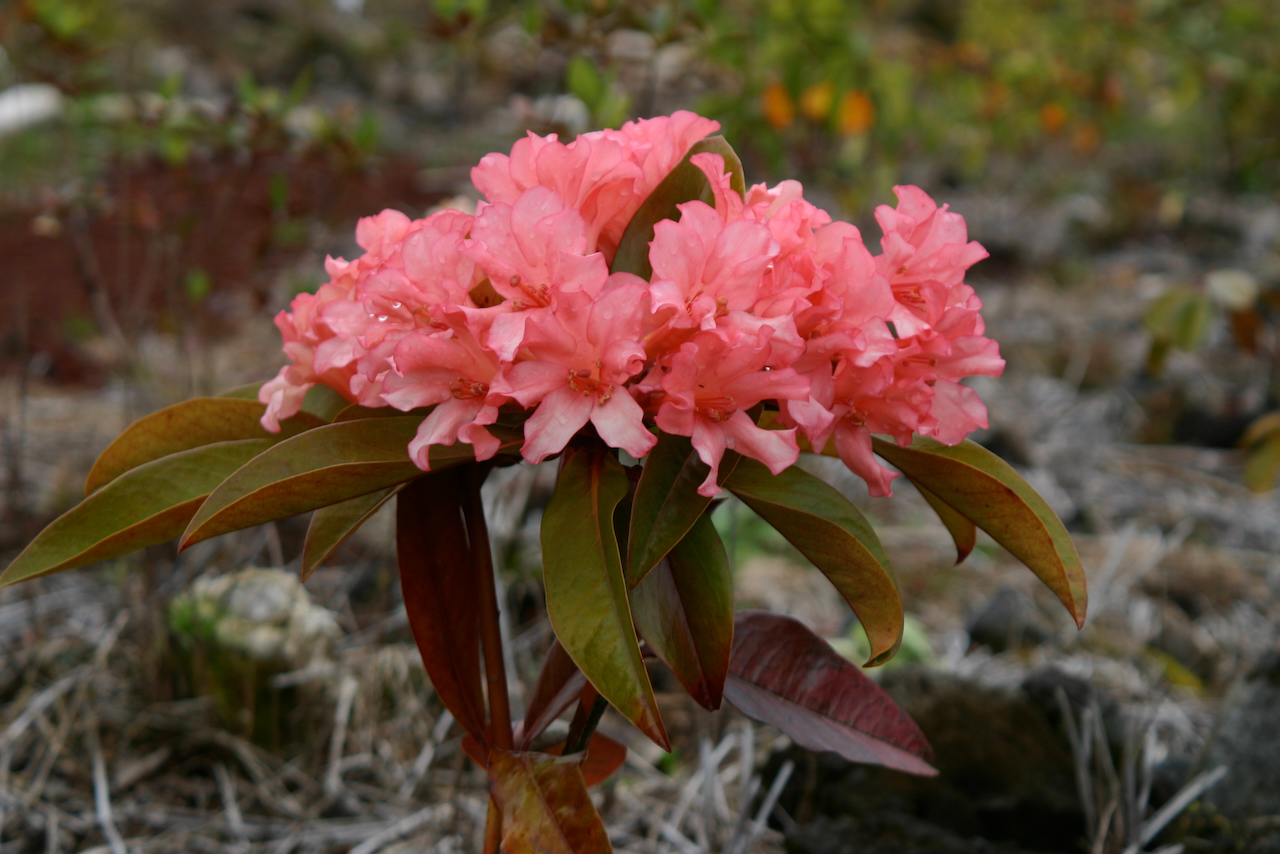 Rhododendron Marshall Pierce Madison photo