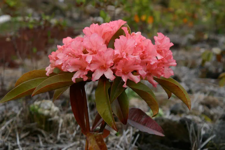 Photo of R. 'Marshall Pierce Madison', Vireya Hybrid