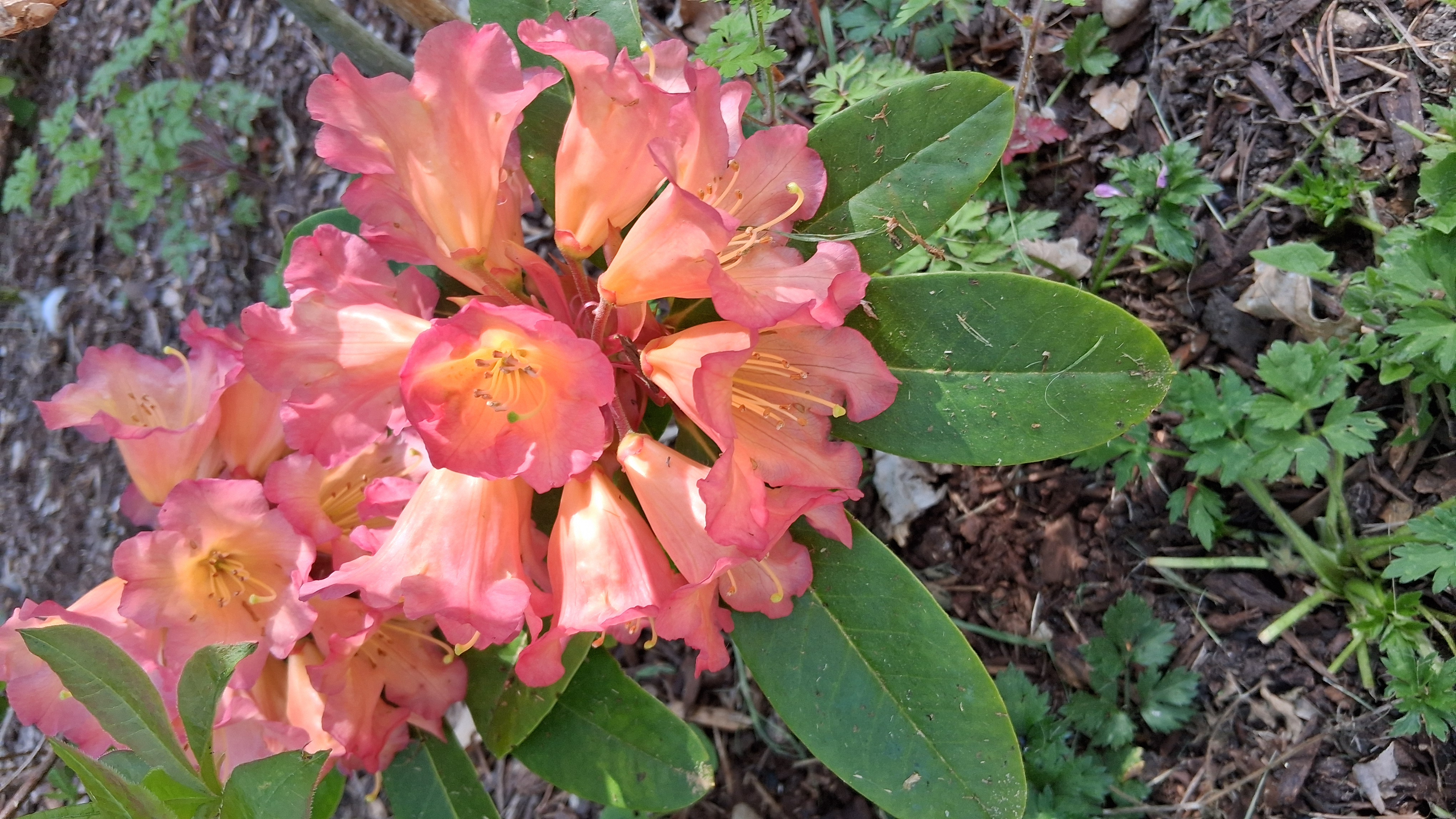Rhododendron Unique Marmalade photo