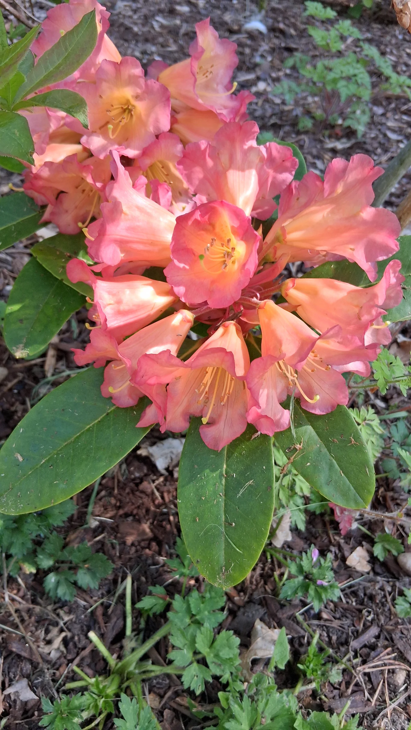 R. 'Unique Marmalade' photo of R. 'Unique Marmalade'. R. 'Unique Marmalade' flowers.. Location: Private Garden Enumclaw, WA. Photo by: Thatrhodylady
