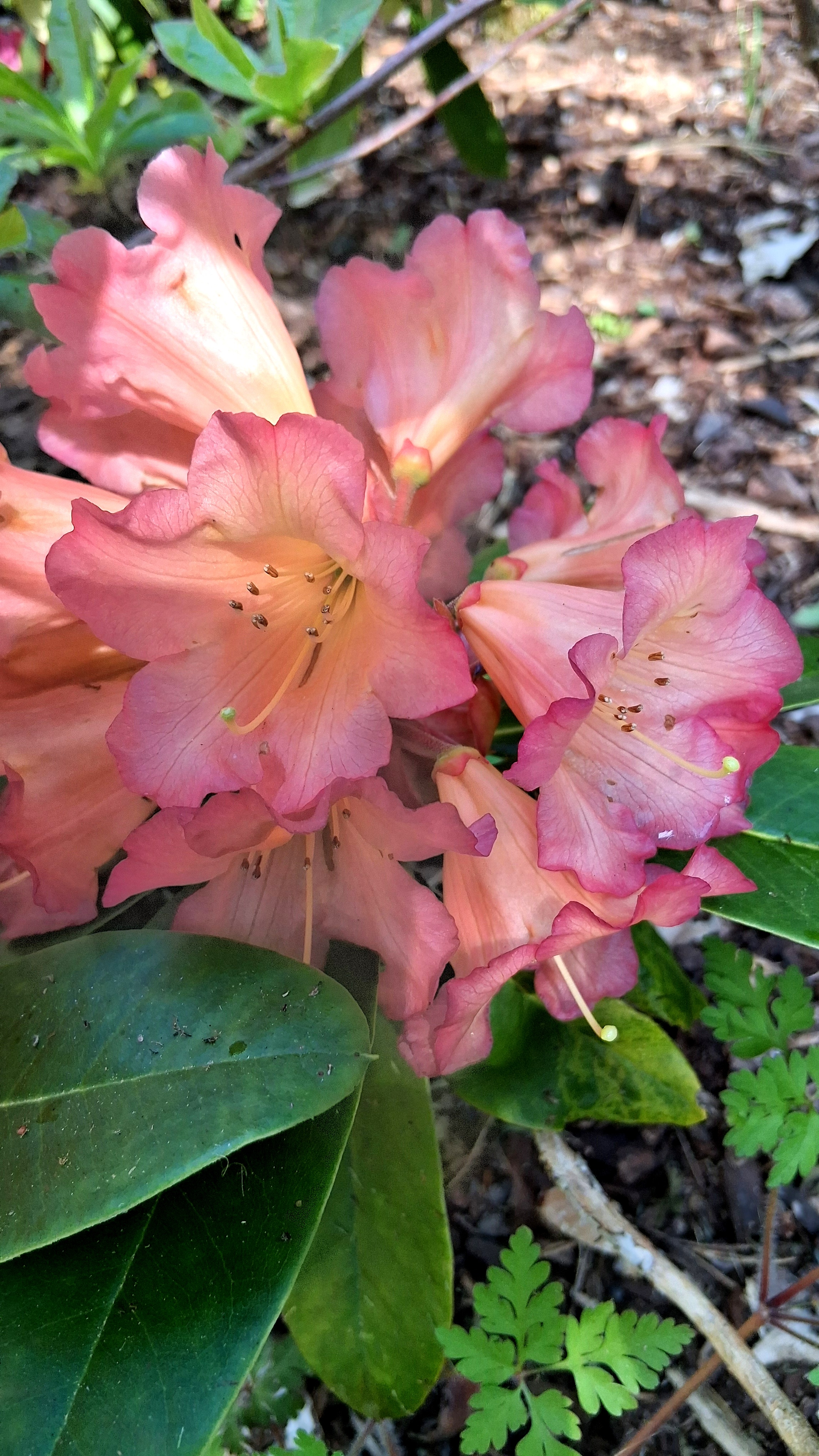 Rhododendron Unique Marmalade photo