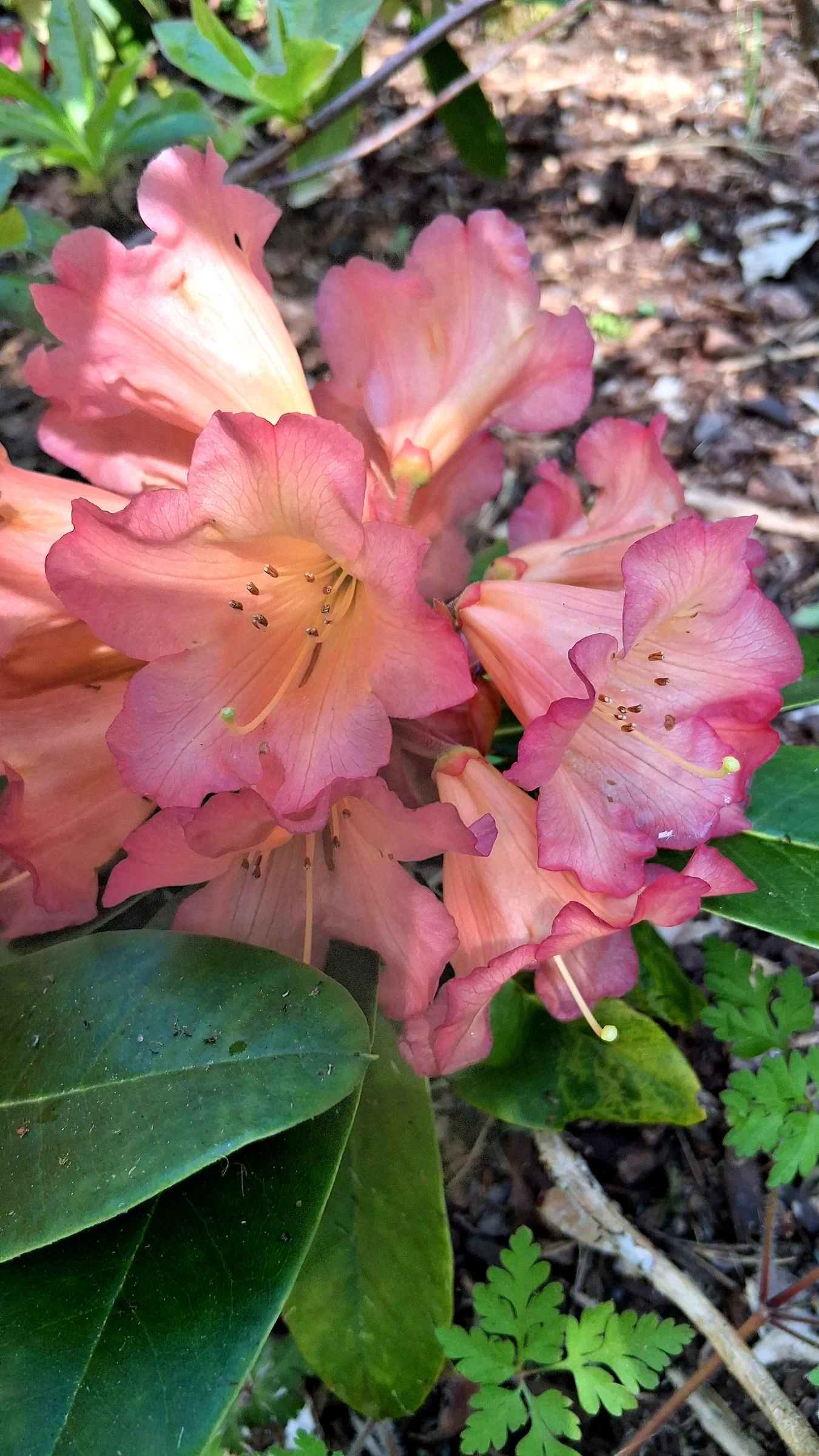 R. 'Unique Marmalade' photo of R. 'Unique Marmalade'. R. 'Unique Marmalade' flowers close shot.. Location: Private Garden Enumclaw, WA. Photo by: Thatrhodylady
