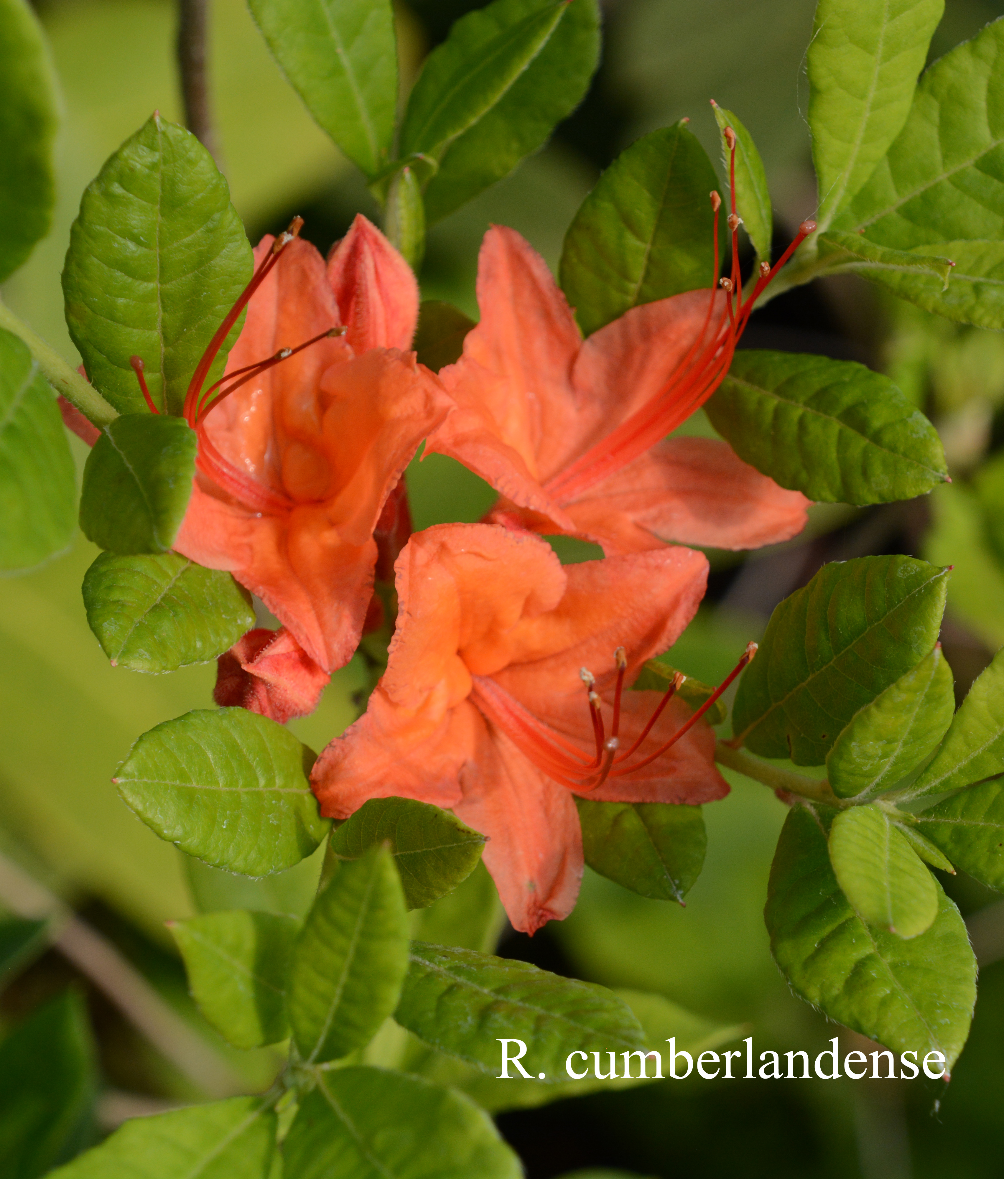 Rhododendron cumberlandense photo