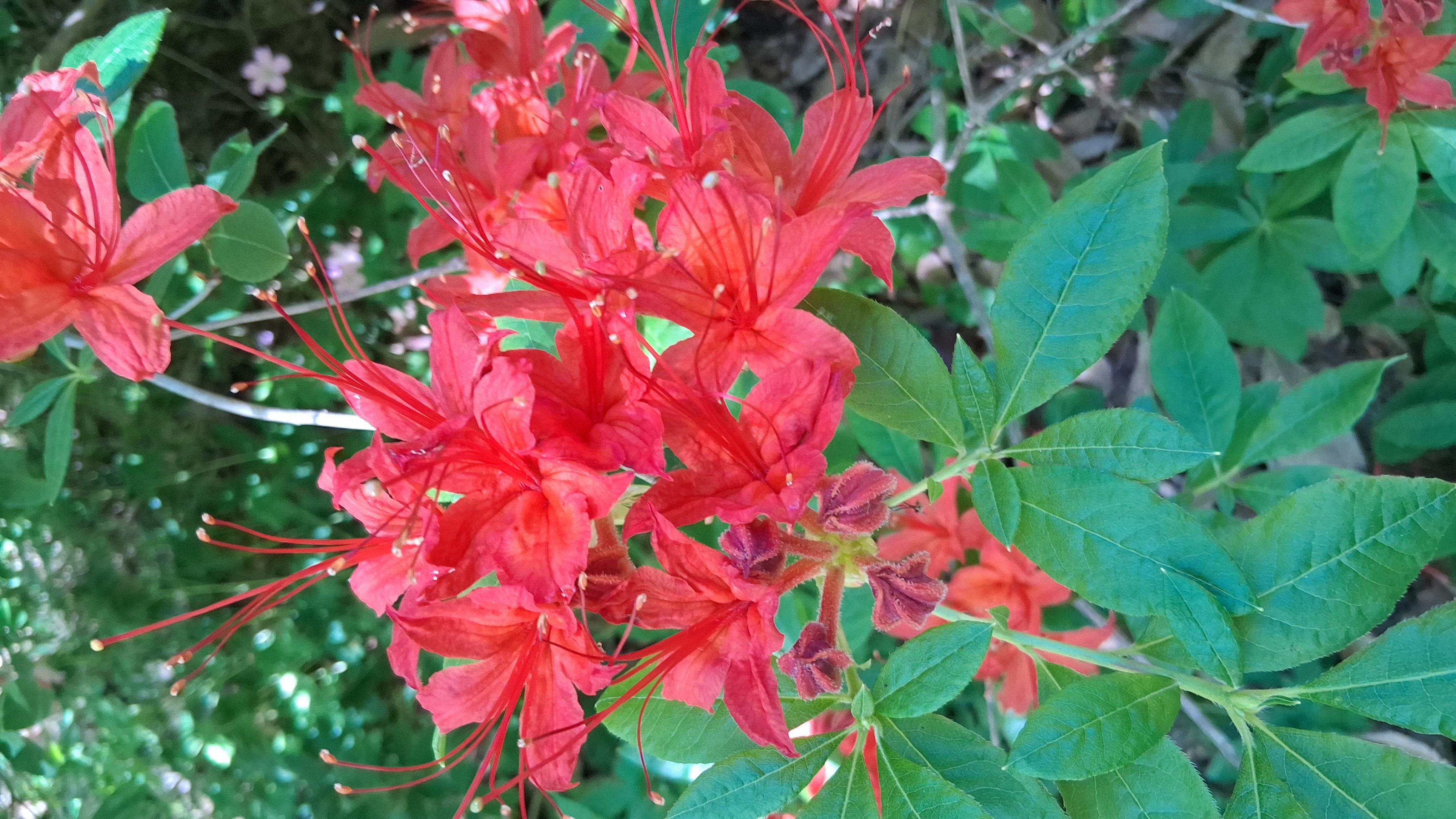 Rhododendron cumberlandense photo