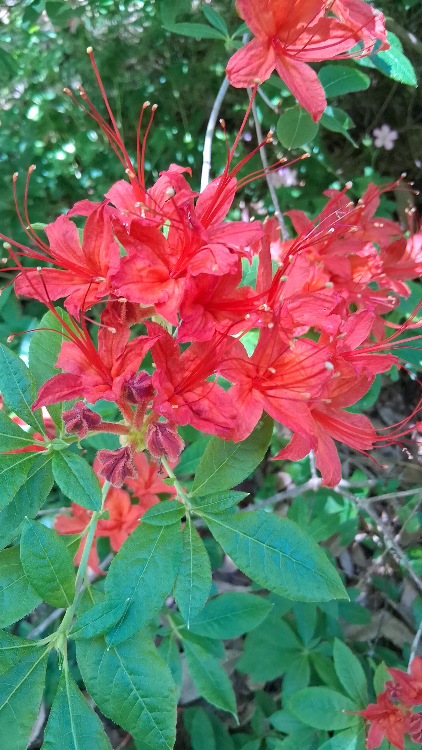 R. cumberlandense photo of R. cumberlandense. R. cumberlandense. Location: Rhododendron Species Botanical Garden. Photo by: Thatrhodylady