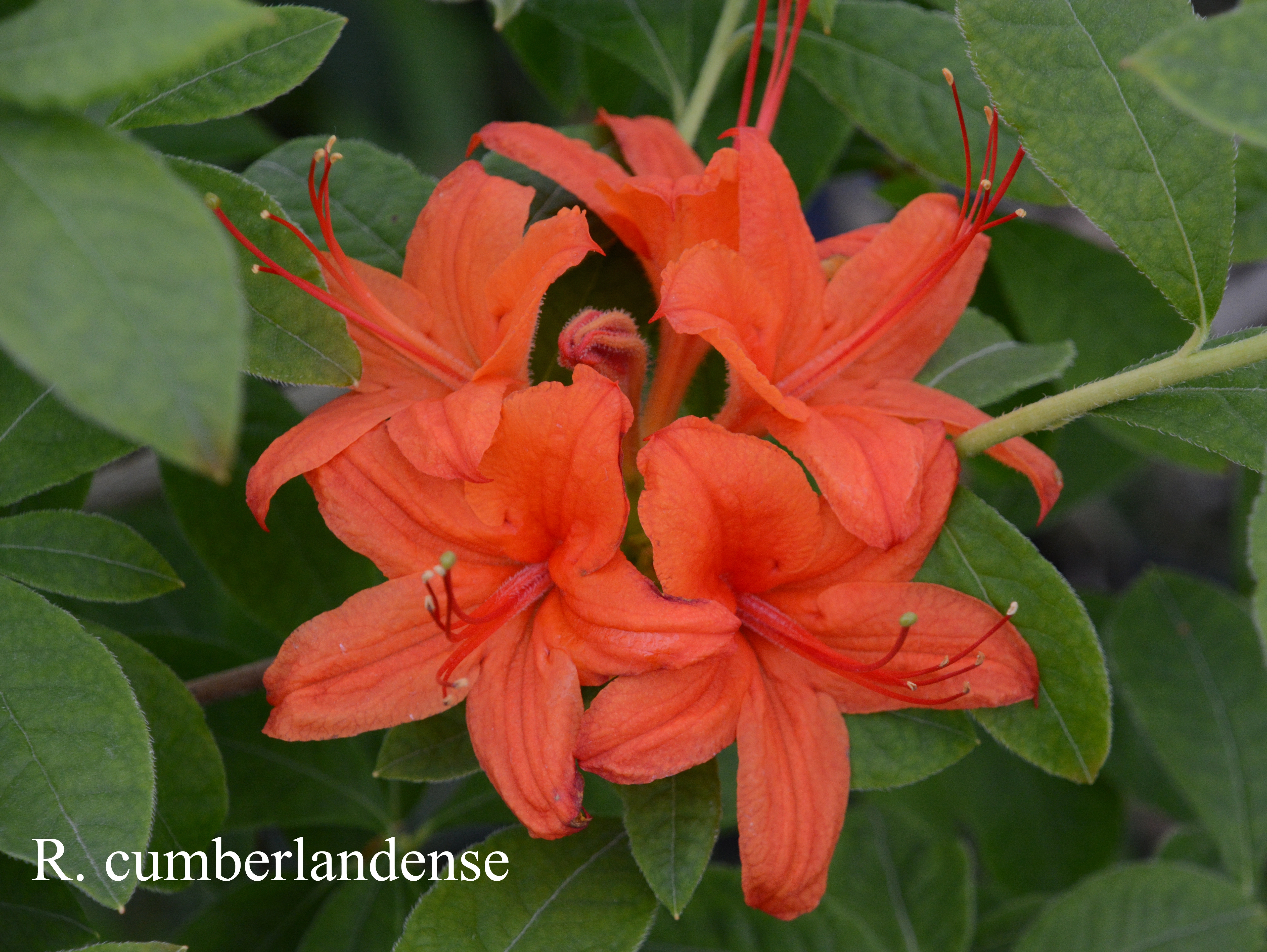 Rhododendron cumberlandense photo