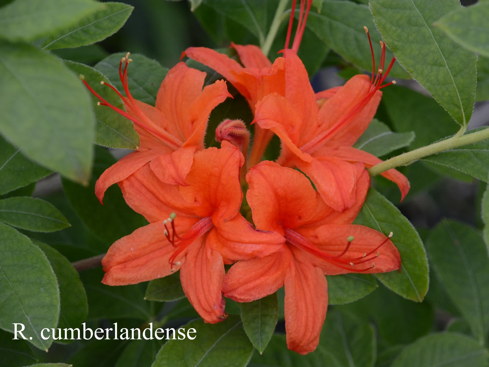 R. cumberlandense photo of R. cumberlandense. Location: Fearing's Farm Nursery, Abbotsford, BC, Canada. Photo by: Harold Fearing