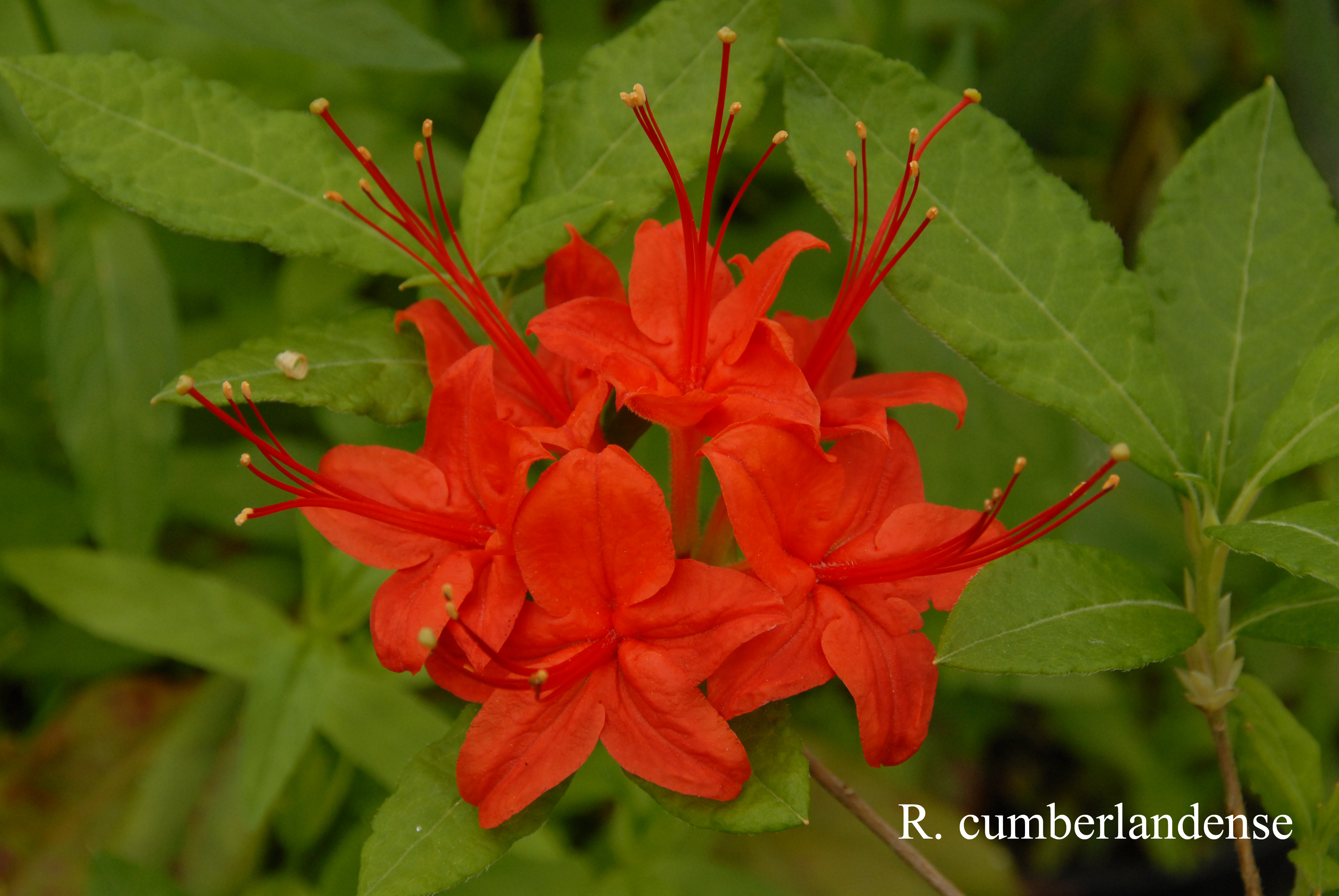 Rhododendron cumberlandense photo