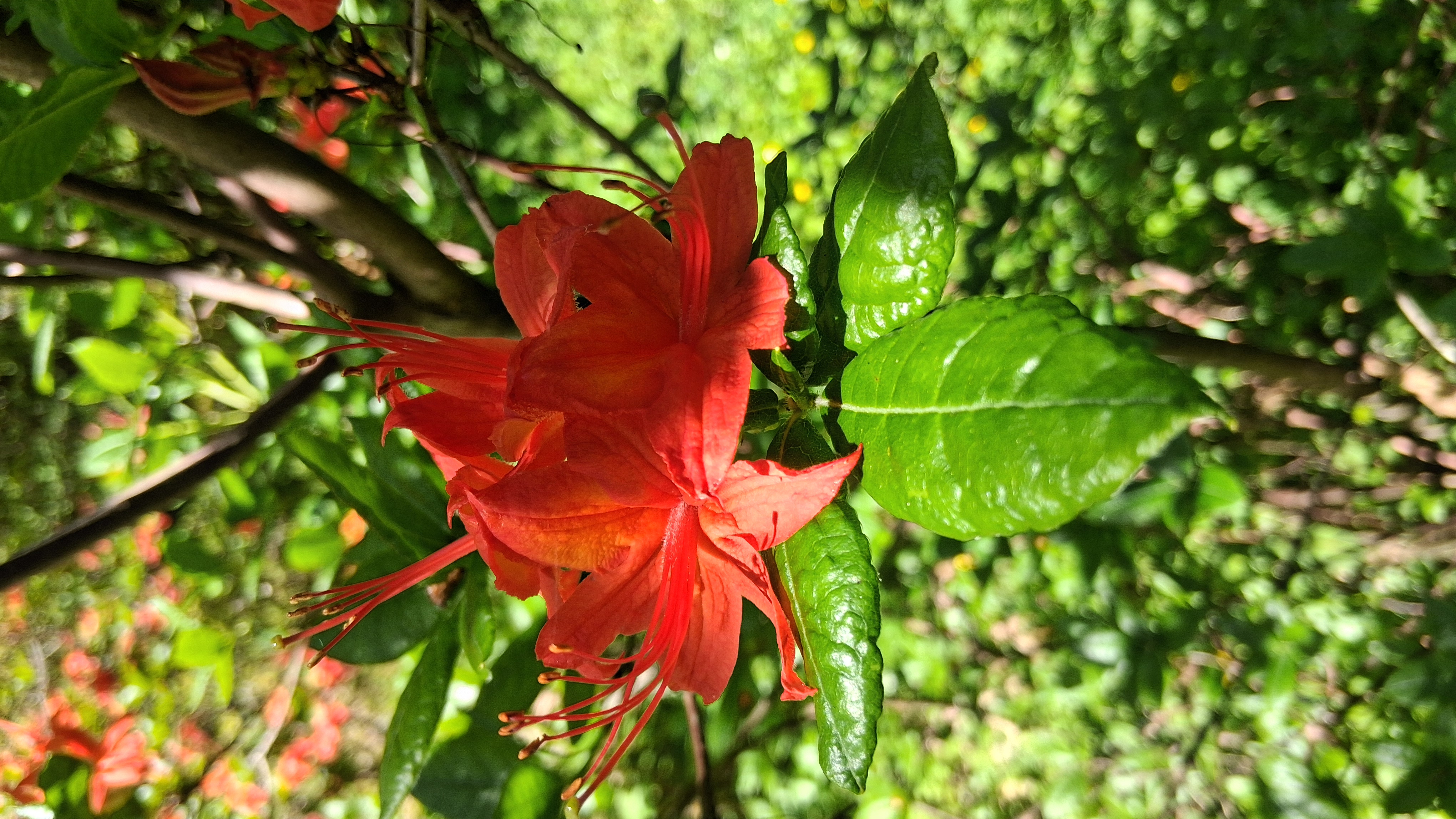 Rhododendron cumberlandense photo
