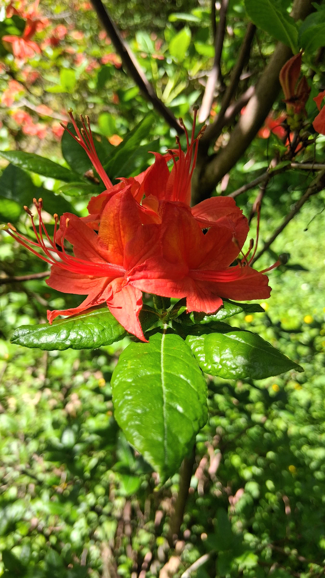 R. cumberlandense photo of R. cumberlandense. R. cumberlandense. Location: Rhododendron Species Botanical Garden. Photo by: Thatrhodylady