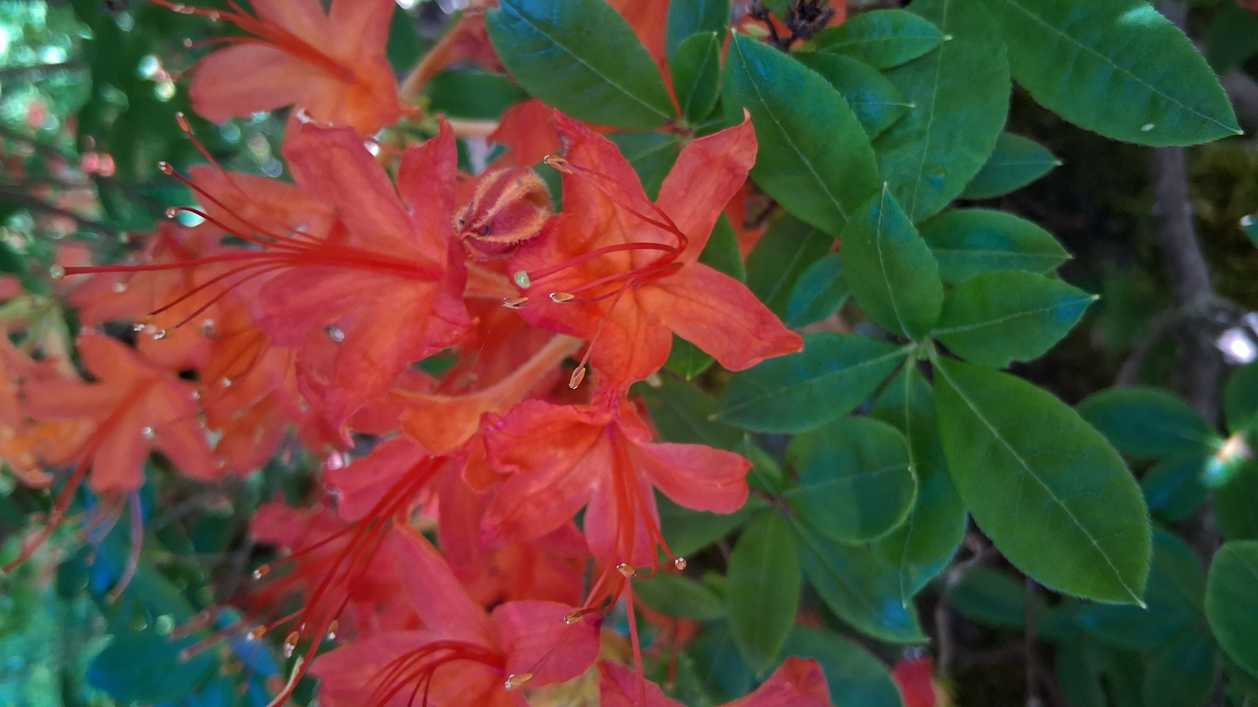 Rhododendron cumberlandense photo