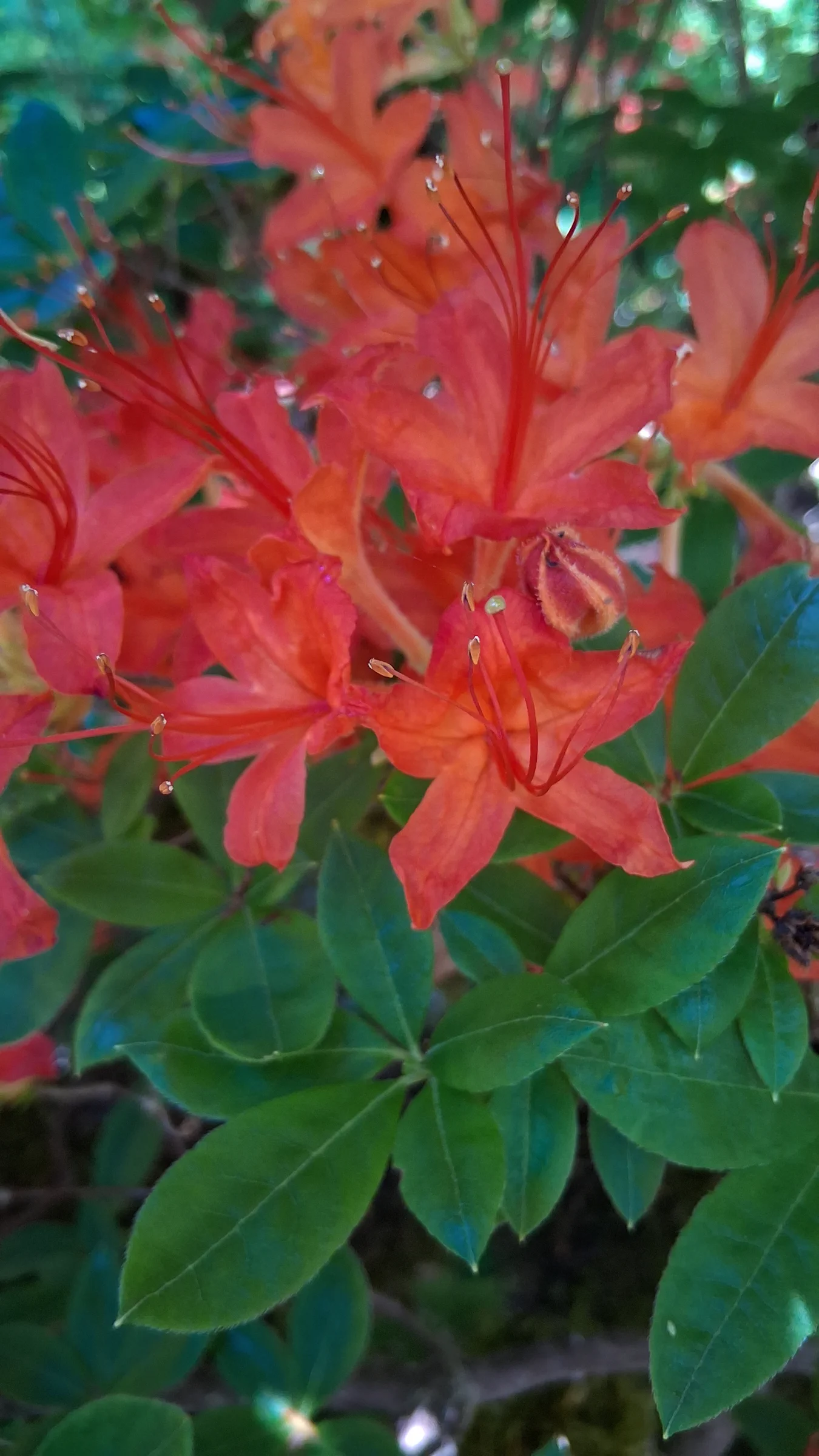 R. cumberlandense photo of R. cumberlandense. R. cumberlandense. Location: Rhododendron Species Botanical Garden. Photo by: Thatrhodylady