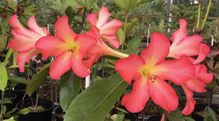 Photo of R. 'Mitch Mitchell', Vireya Hybrid