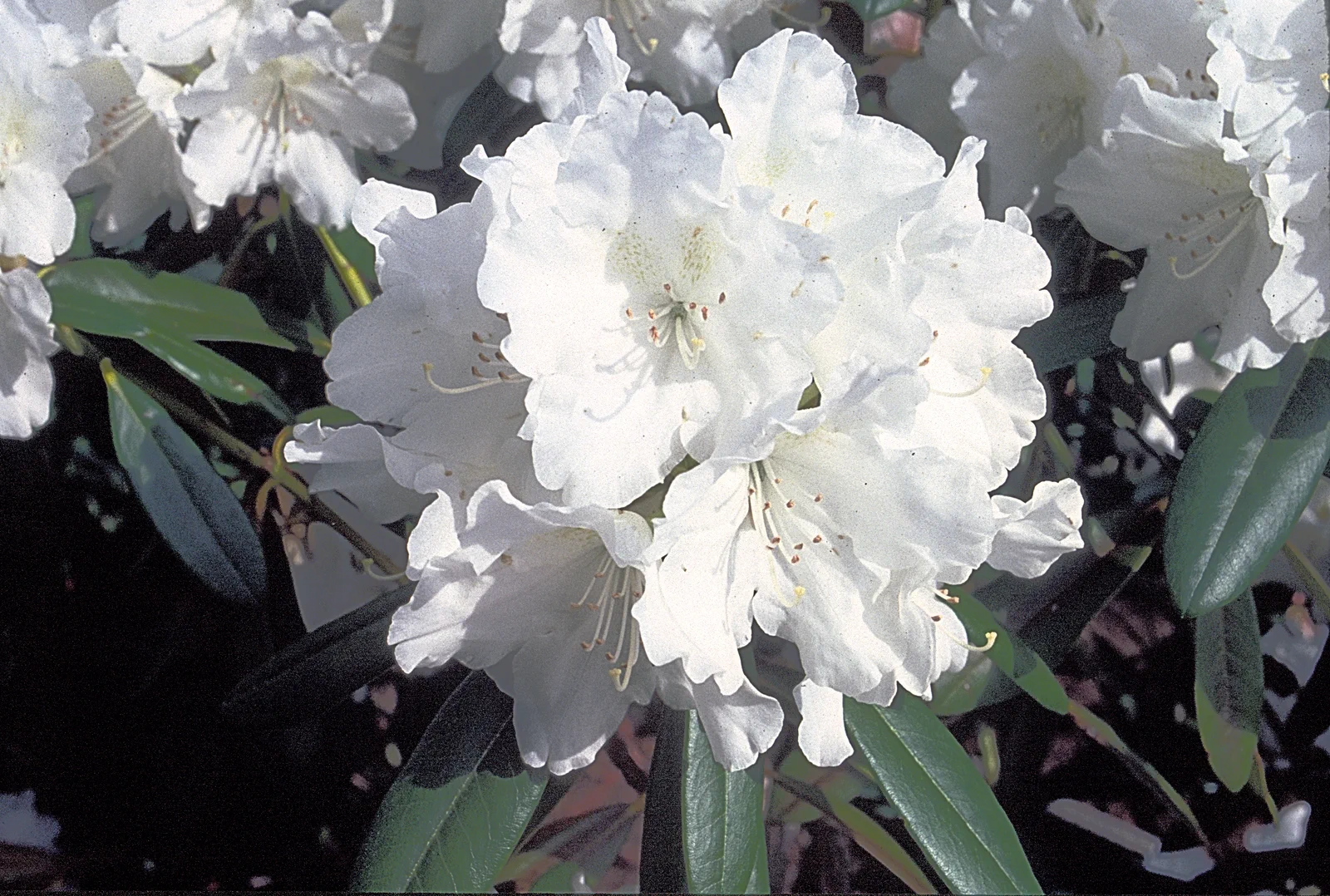 R. 'Minas Snow' photo of R. 'Minas Snow'. Location: Kentville Research Station, Kentville, Nova Scotia. Photo by: John Weagle