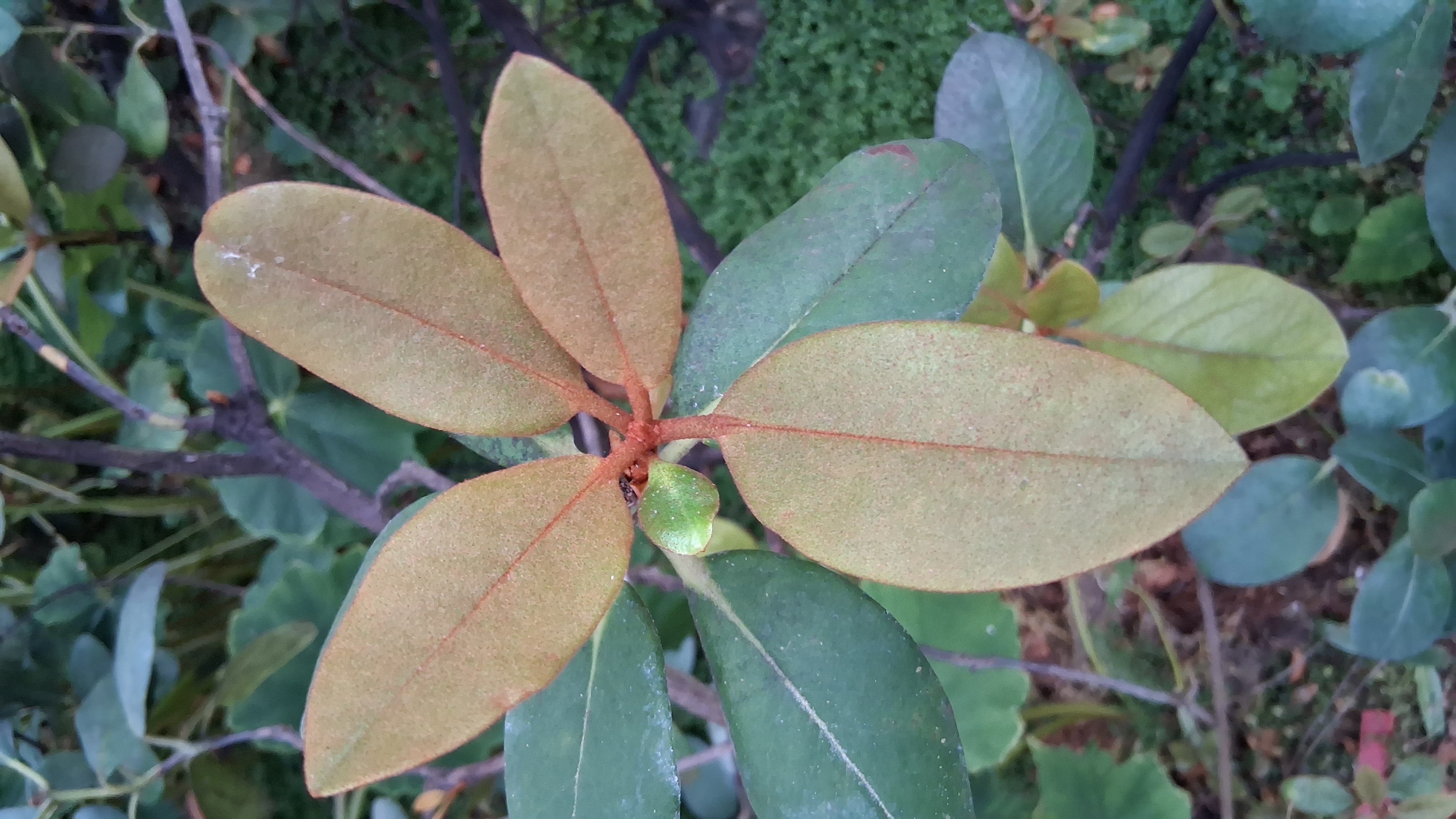 Rhododendron konori var konori photo