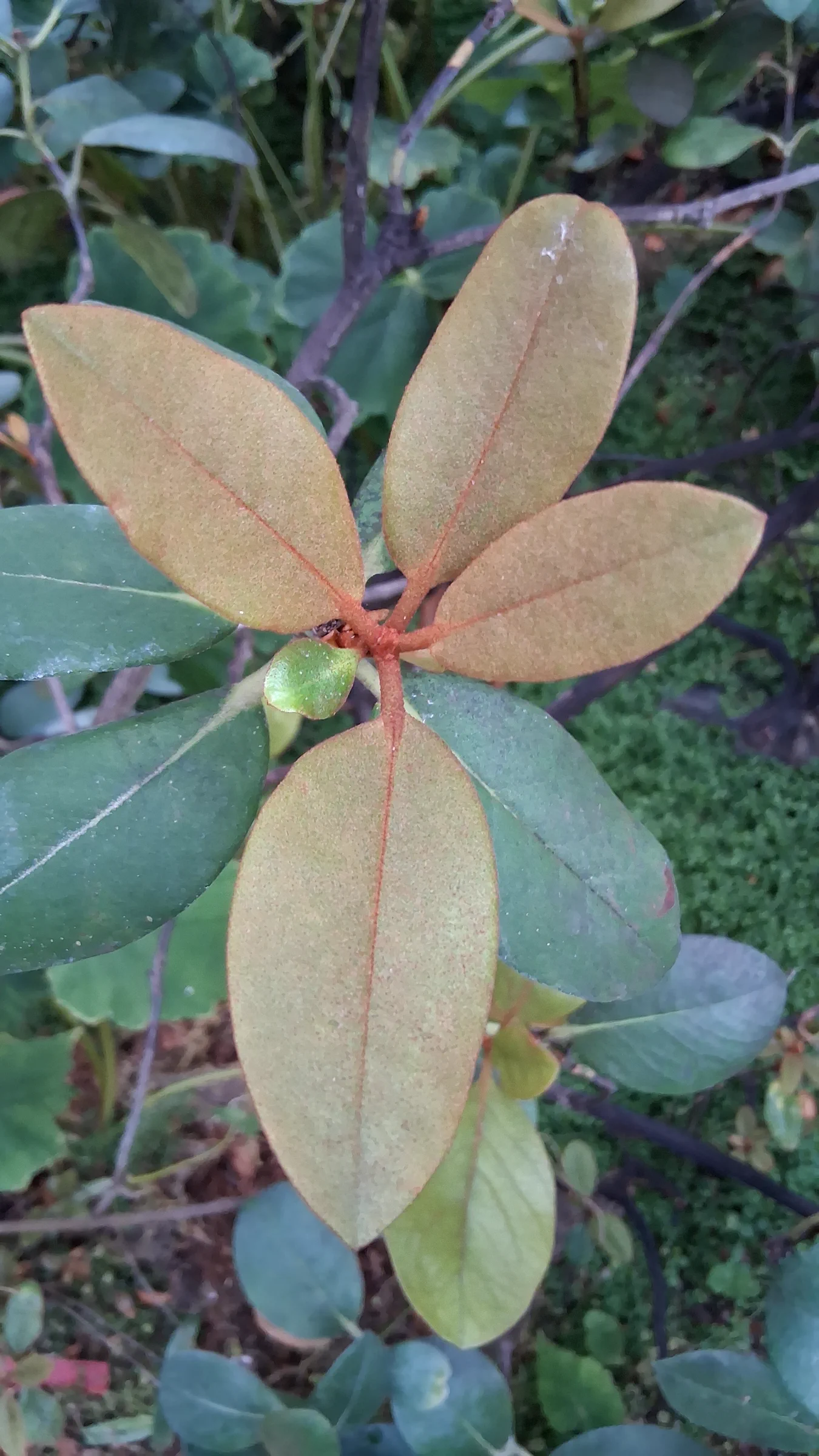 R. konori photo of R. konori var konori. R. konori new growth. Slight indumentum covering both sides of the leaves and thicker and more reddish at the midrib and on the petioles.. Location: Rhododendron Species Botanical Garden. Photo by: Thatrhodylady